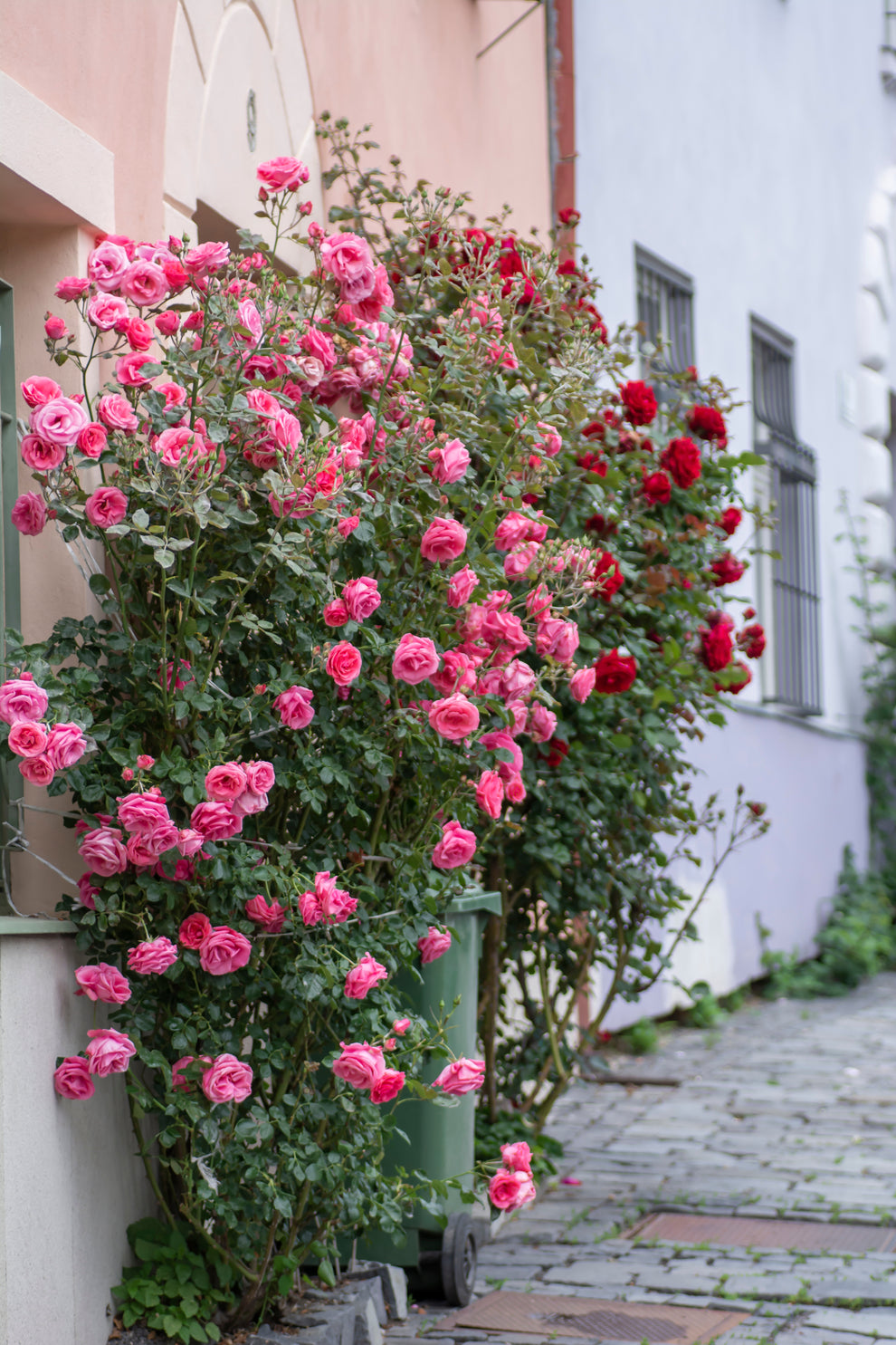 5 PINK CLIMBING ROSE Rosa Bush Vine Climber Fragrant Butterfly Flower ...