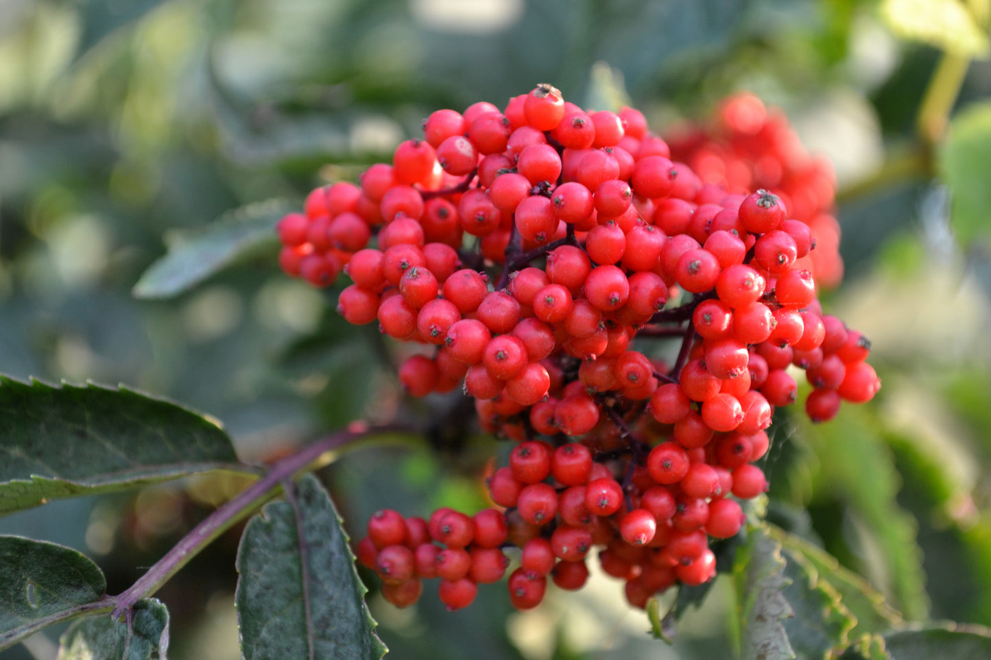 100 RED ELDERBERRY Sambucus Racemosa Scarlet Mountain Elder Bunchberry Tree Shrub Fruit Berry Seeds