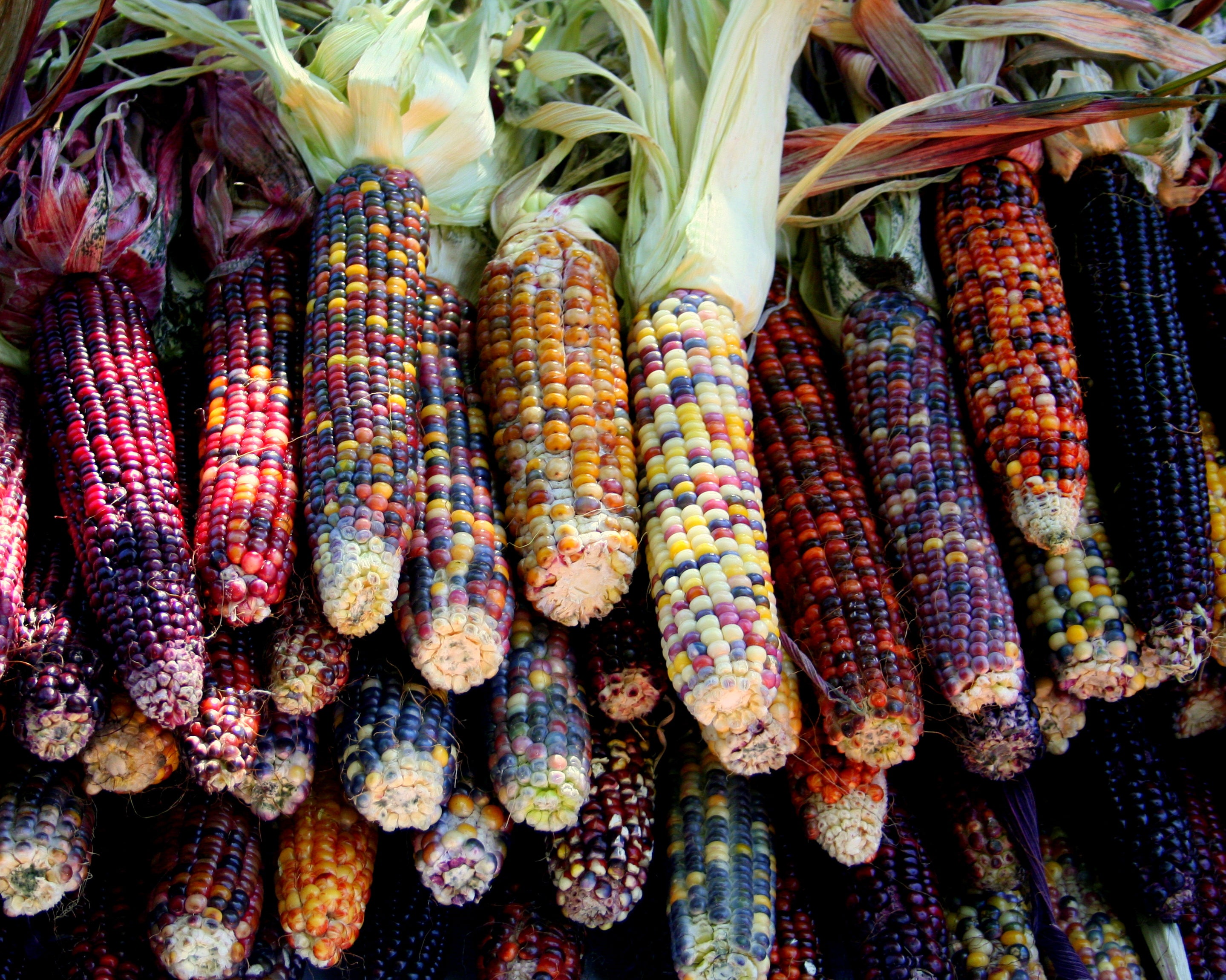 100 Ornamental INDIAN CORN WAMPUM Mixed Colors Zea Mays Vegetable