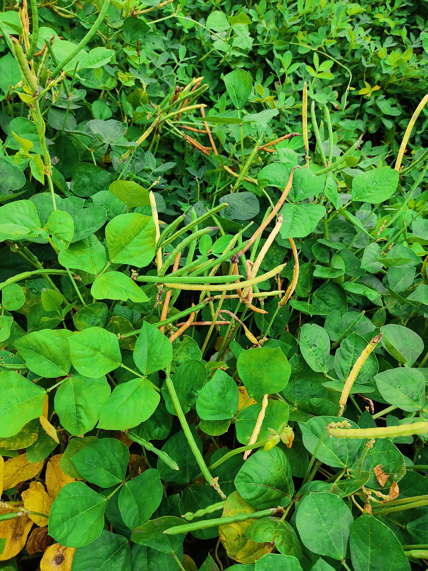 100 BLACKEYE PEA (Cow Pea / Cowpea / Southern Pea / Blackeyed Pea / Black Eye Pea) Vigna Unguiculata Vegetable Seeds