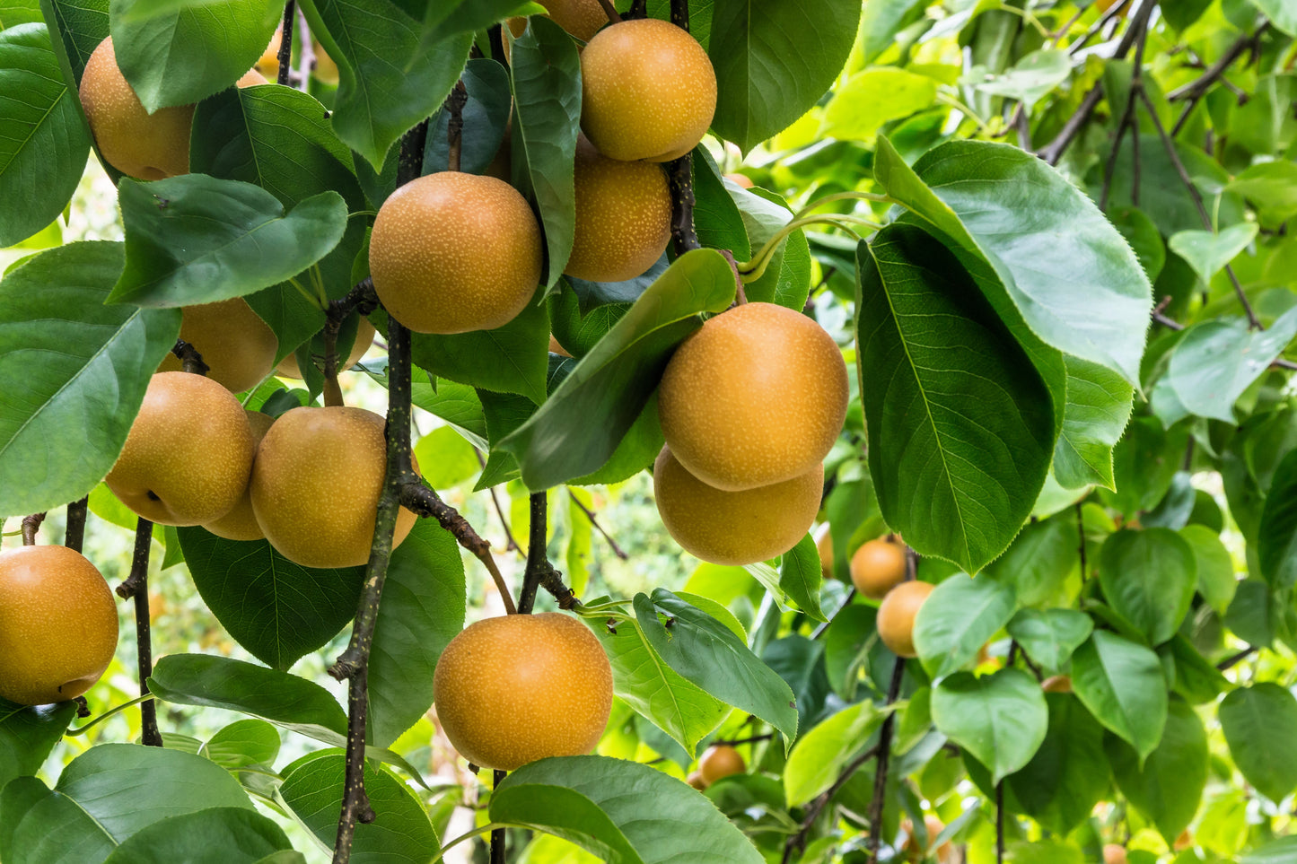 20 ASIAN PEAR TREE Pyrus Pyrifolia Oriental Japanese Fruit Seeds