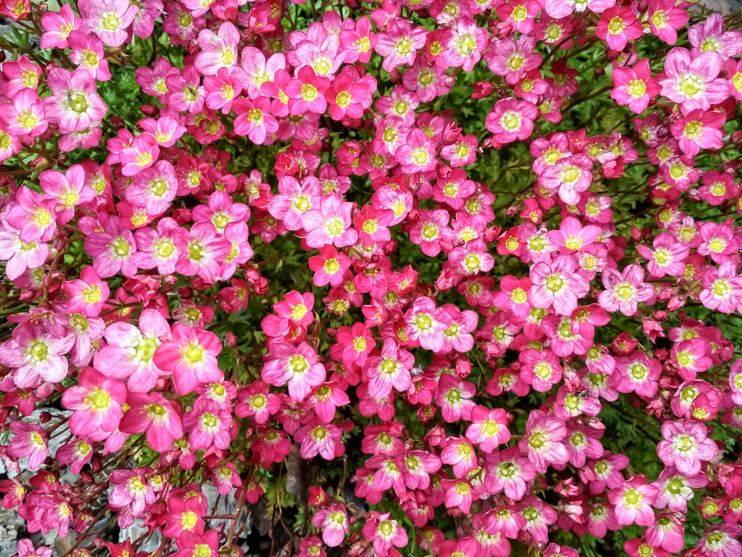 50 FLORAL CARPET SAXIFRAGA Arendsii Rose Pink Mossy Rockfoil Evergreen Flower Seeds