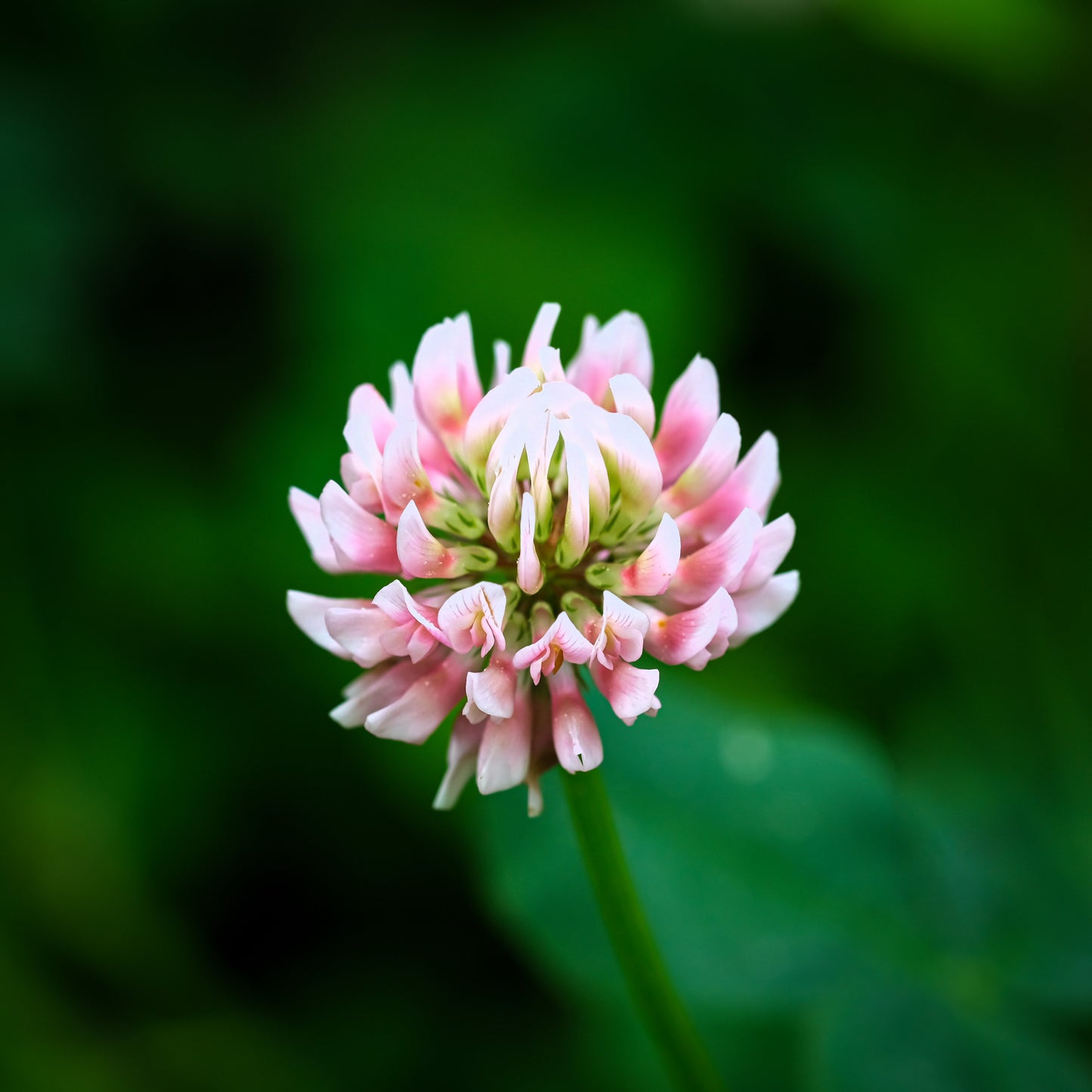 300 STRAWBERRY HEADED CLOVER Palestine Trifolium Fragiferum Pink Flower Seeds