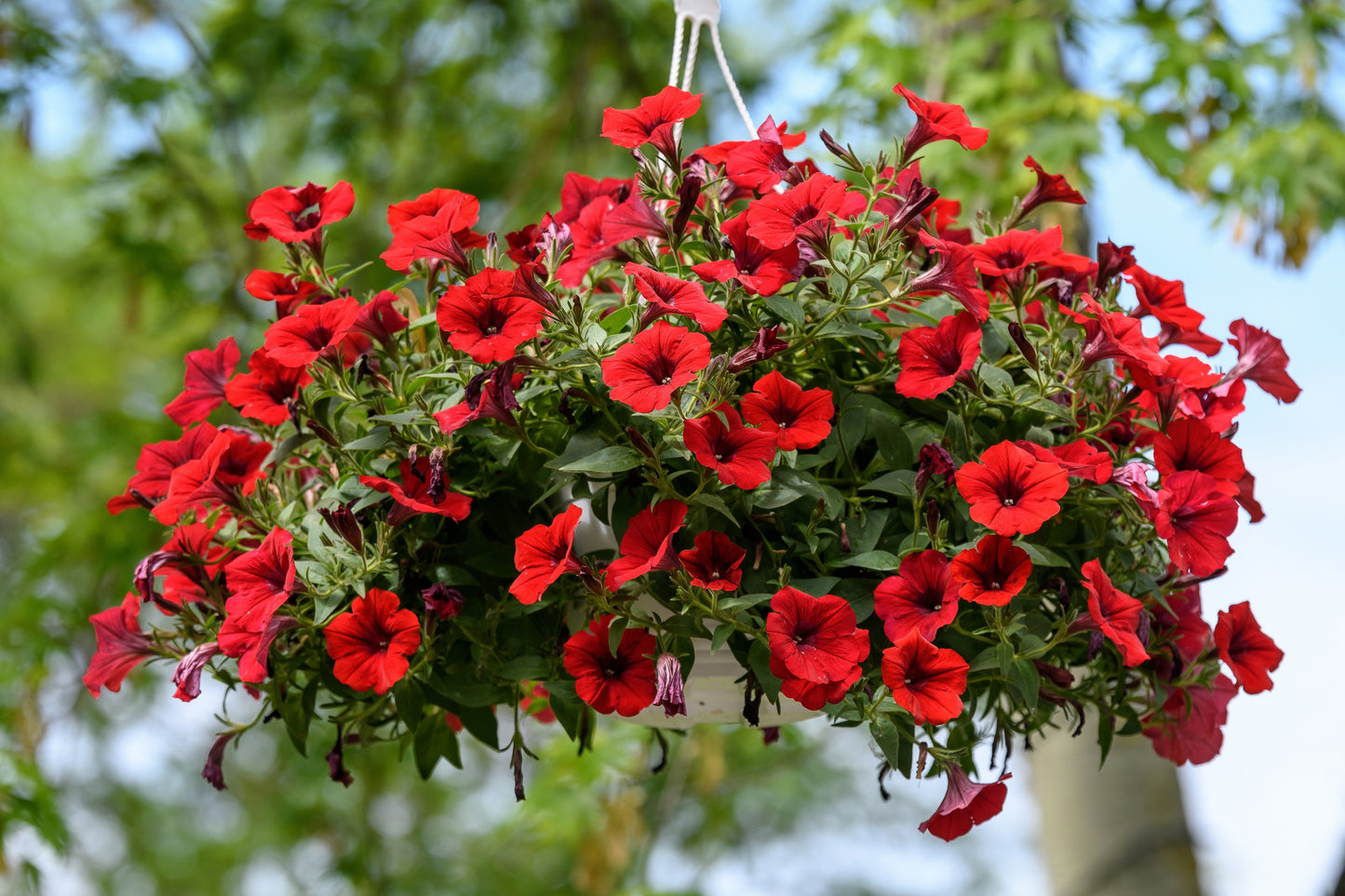 500 Fire Chief RED PETUNIA Nana Compacta Sun Annual AAS Winner Fragrant Hummingbird Flower Seeds