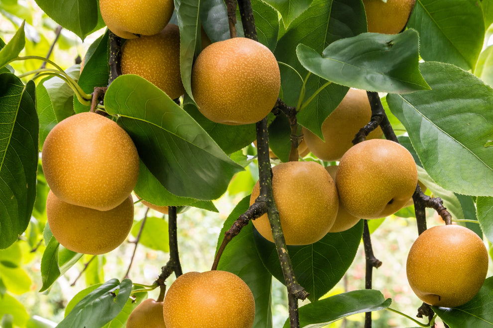 20 ASIAN PEAR TREE Pyrus Pyrifolia Oriental Japanese Fruit Seeds ...