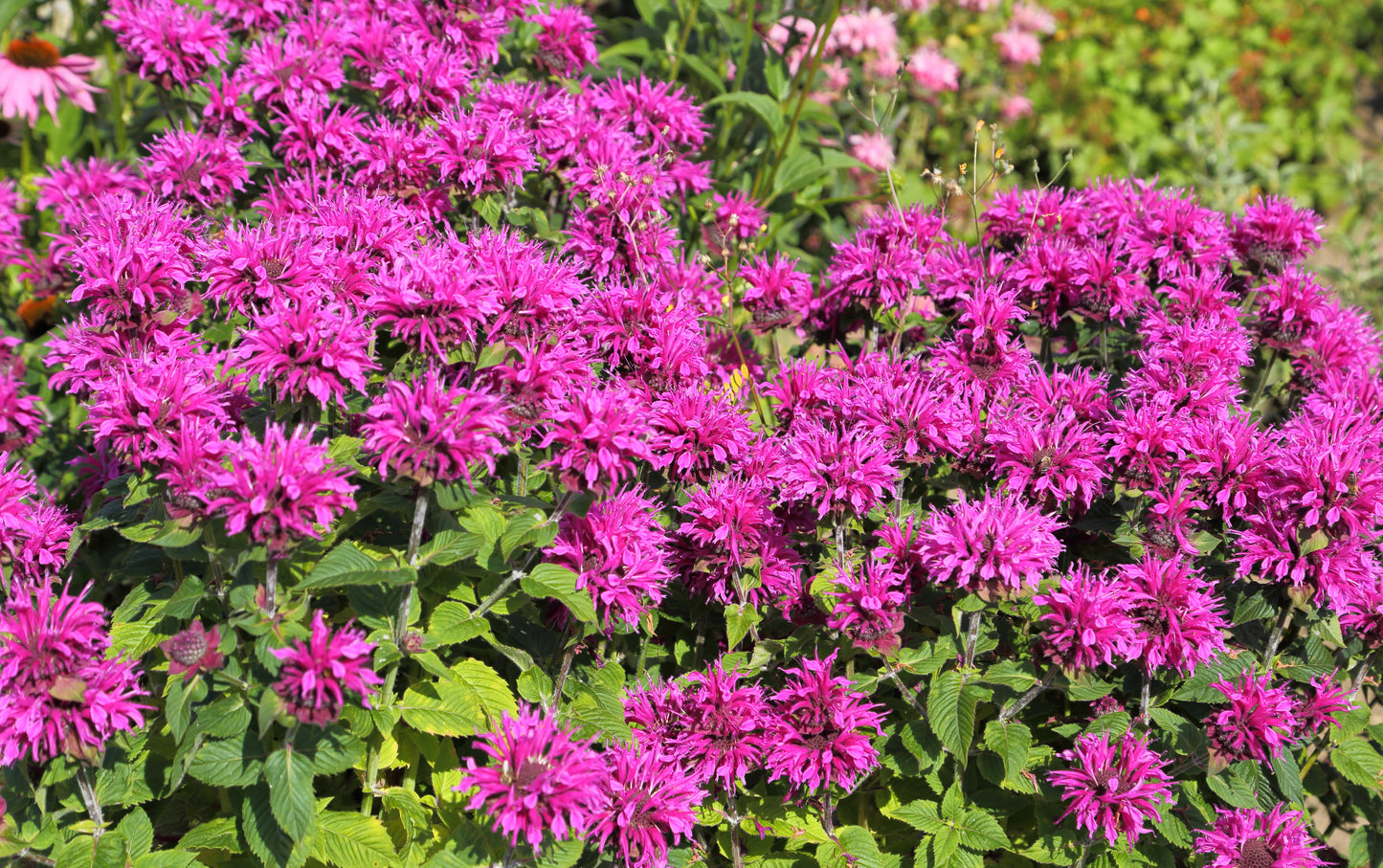 25 BEE BALM MIX Lemon Hummingbird Mint Monarda Didyma Mixed Colors Scarlet, Red, Pink, Purple, Spotted, & Salmon Flower Seeds