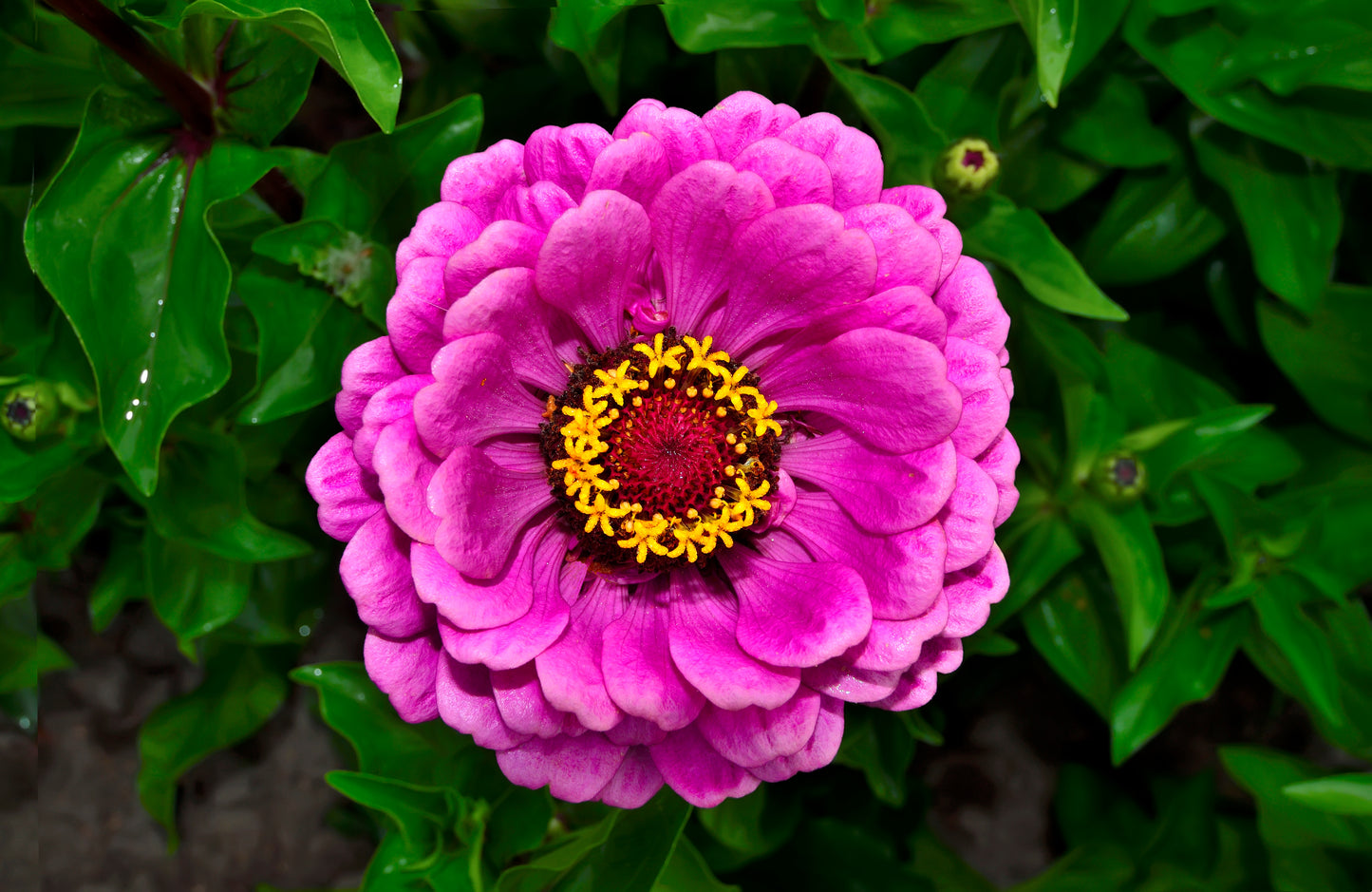 250 VIOLET QUEEN ZINNIA Elegans Purple Double Dahlia Heirloom Flower Seeds