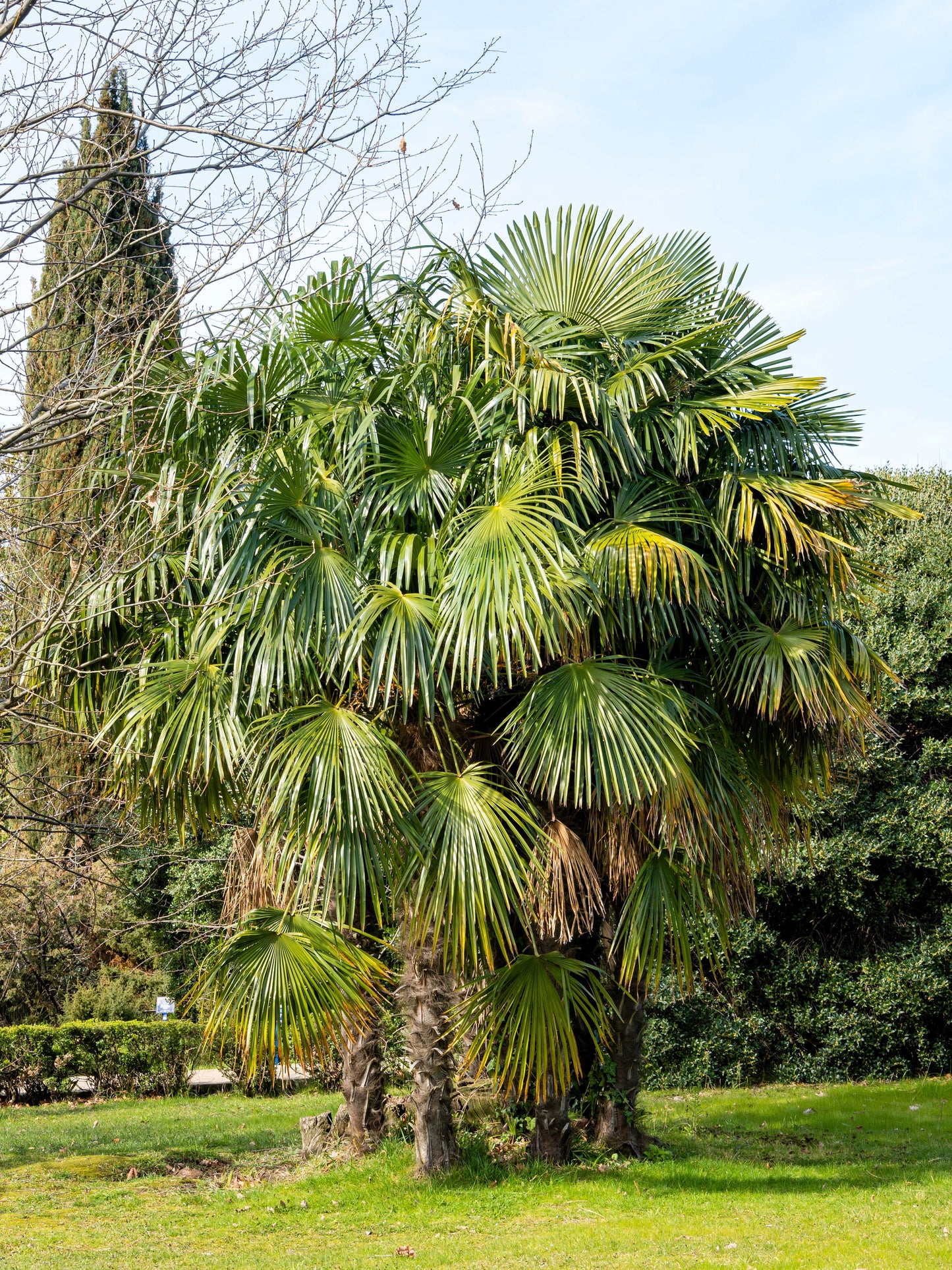 5 COMMON WINDMILL PALM Trachycarpus Fortunei Hardy Chusan Palm Tree Sun Shade Houseplant Seeds