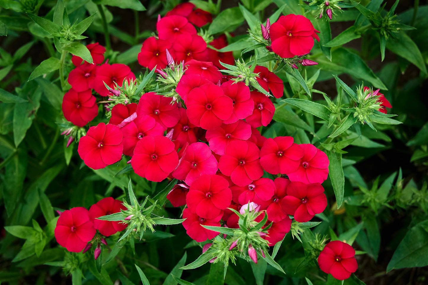 800 RED DRUMMOND PHLOX (Texas Pride) Phlox Drummondii Flower Seeds