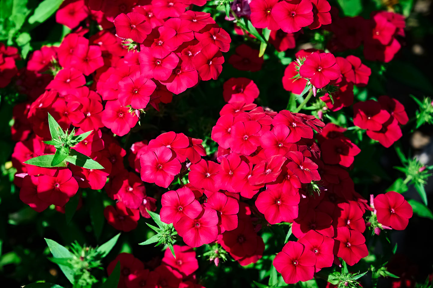 800 RED DRUMMOND PHLOX (Texas Pride) Phlox Drummondii Flower Seeds