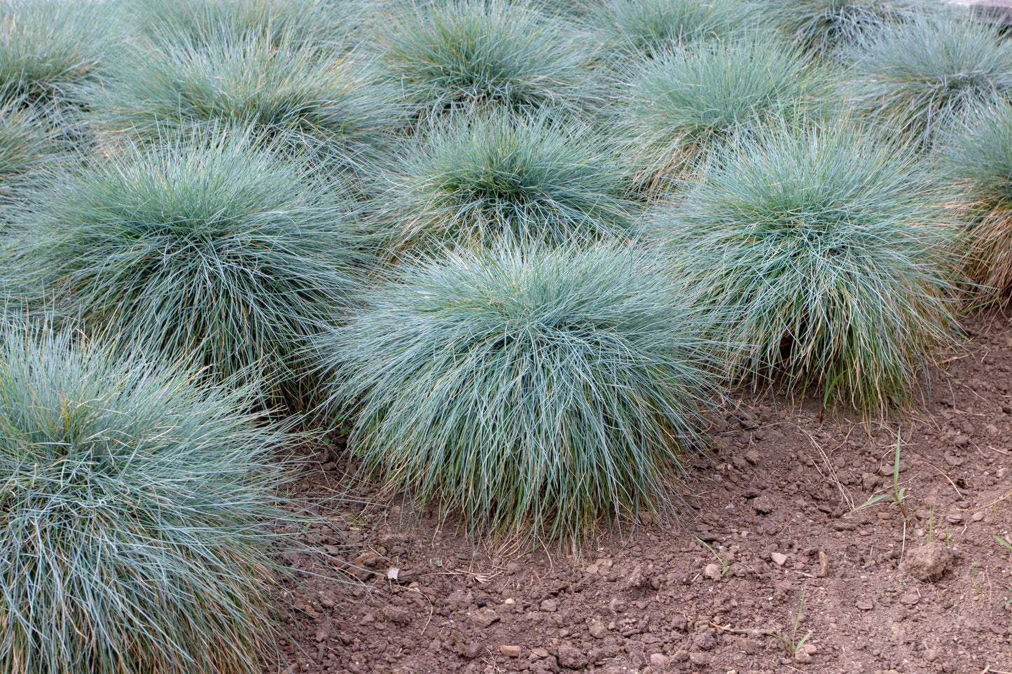 100 BLUE Sheeps FESCUE GRASS Festuca Ovina Glauca Cinerea Seeds