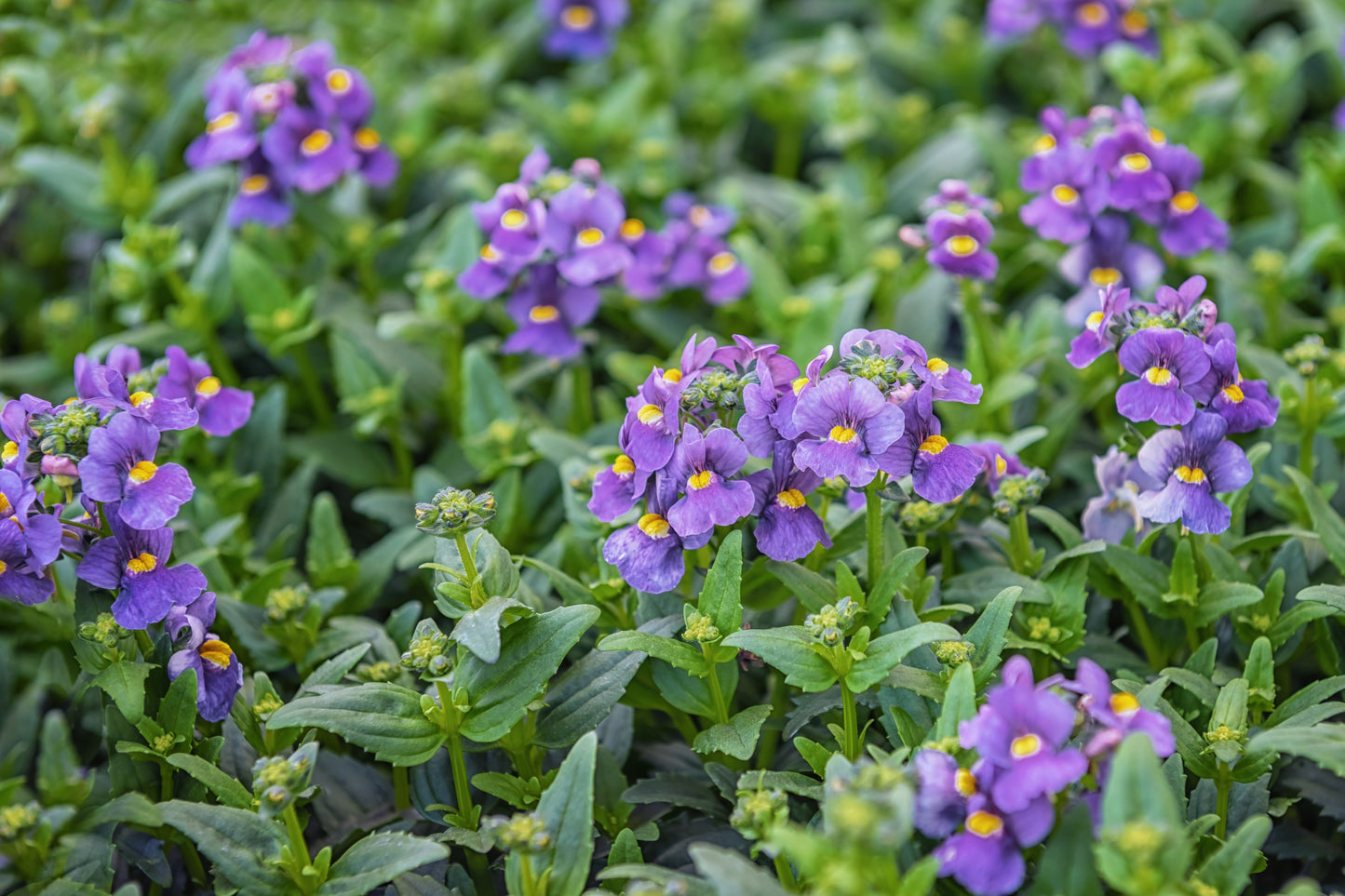 50 BLUE GEM NEMESIA Strumosa Flower Seeds