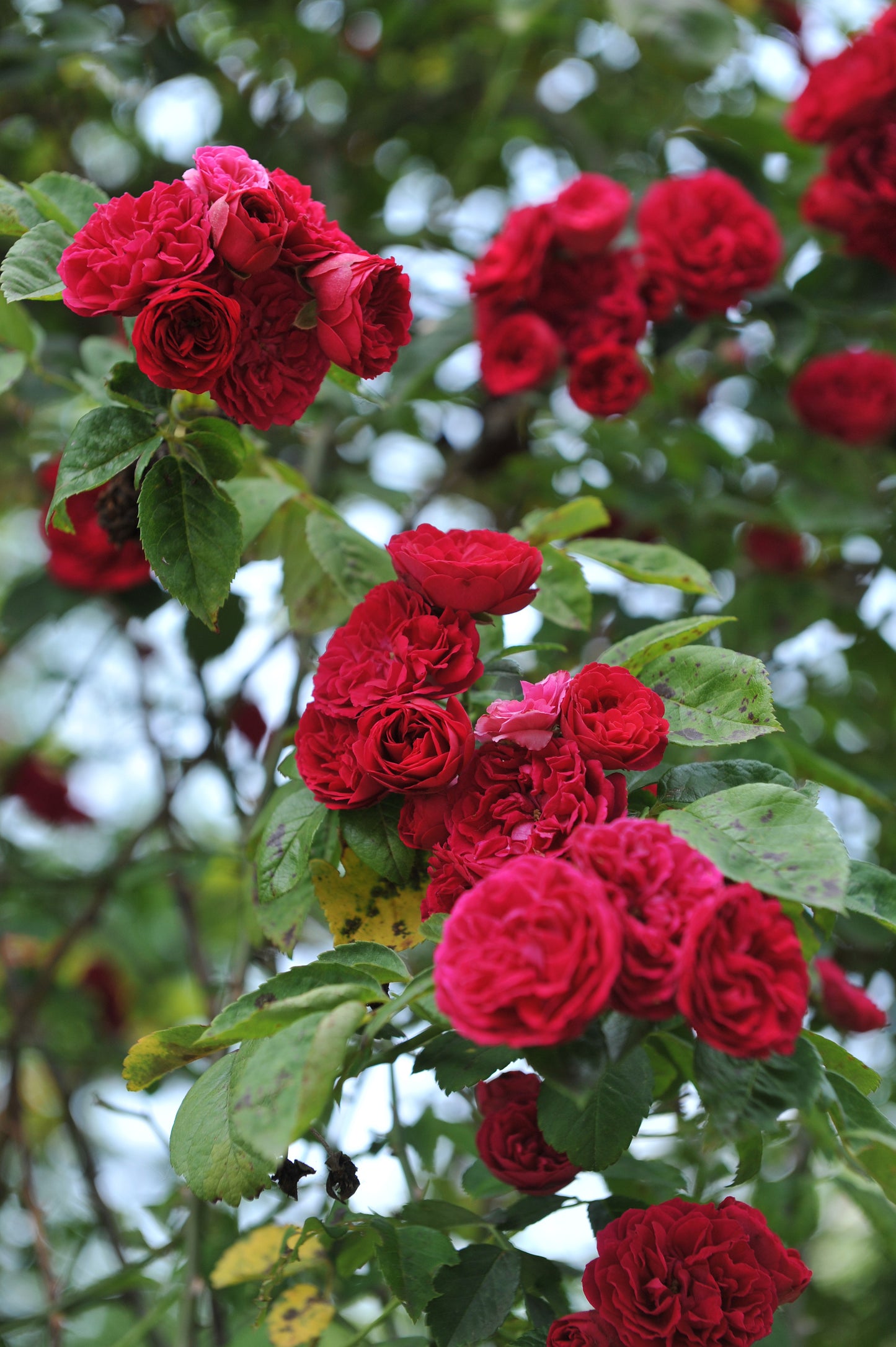 5 BURGUNDY CLIMBING ROSE Red Rosa Bush Vine Climber Fragrant Flower Seeds