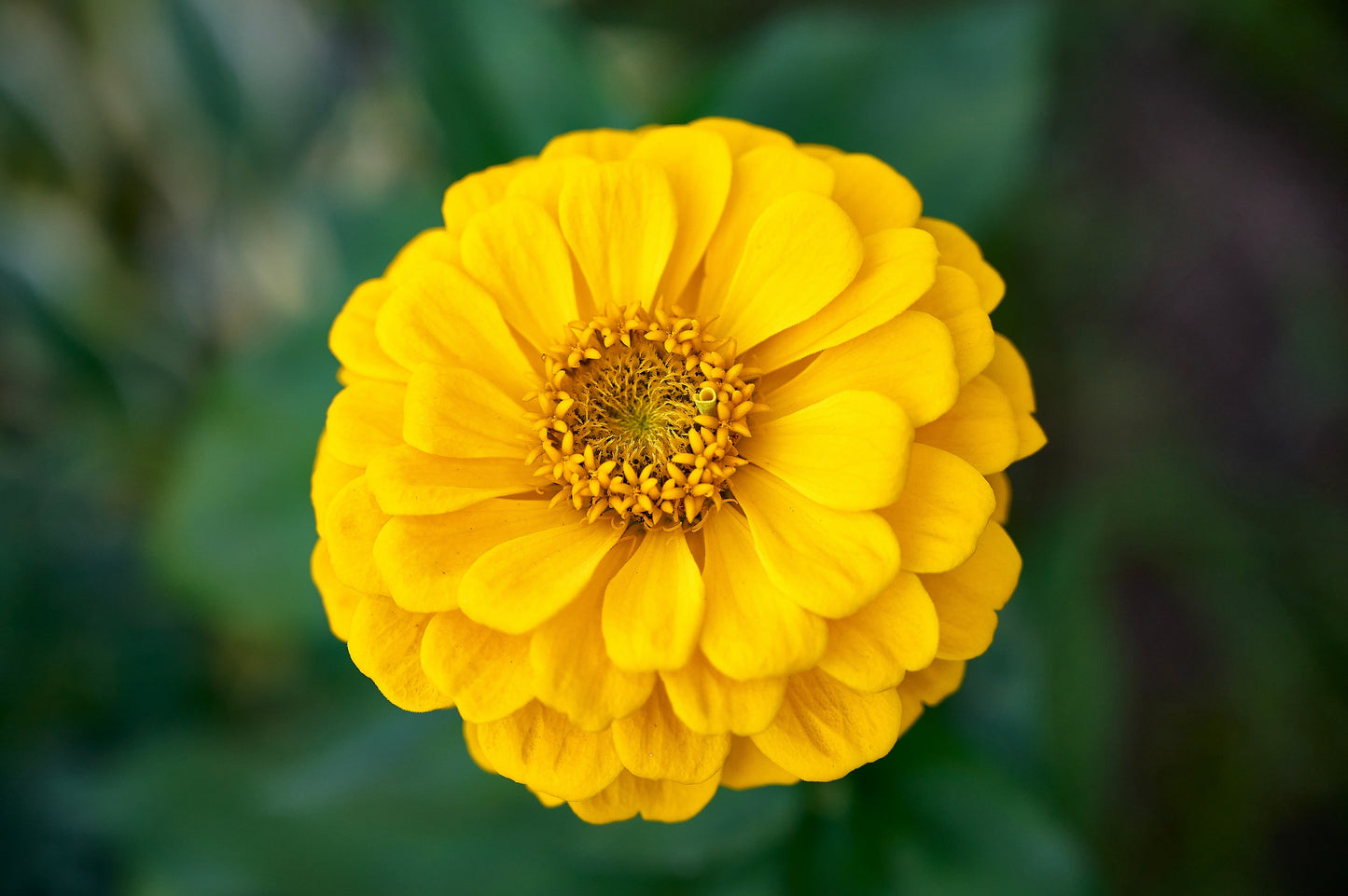 250 Yellow CANARY BIRD ZINNIA Elegans Flower Seeds