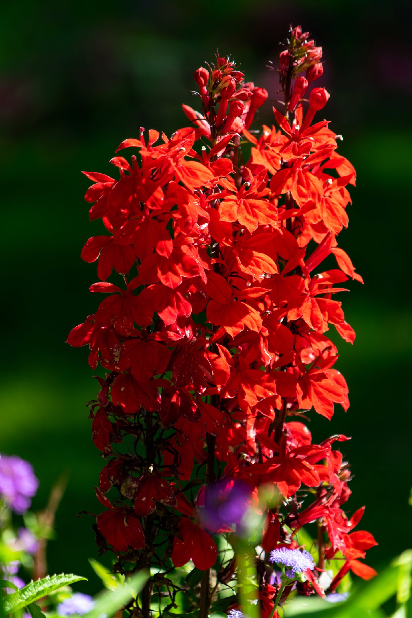 cardinal flower from seed 300 CARDINAL FLOWER LOBELIA Cardinalis Flower Seeds – Seedville USA