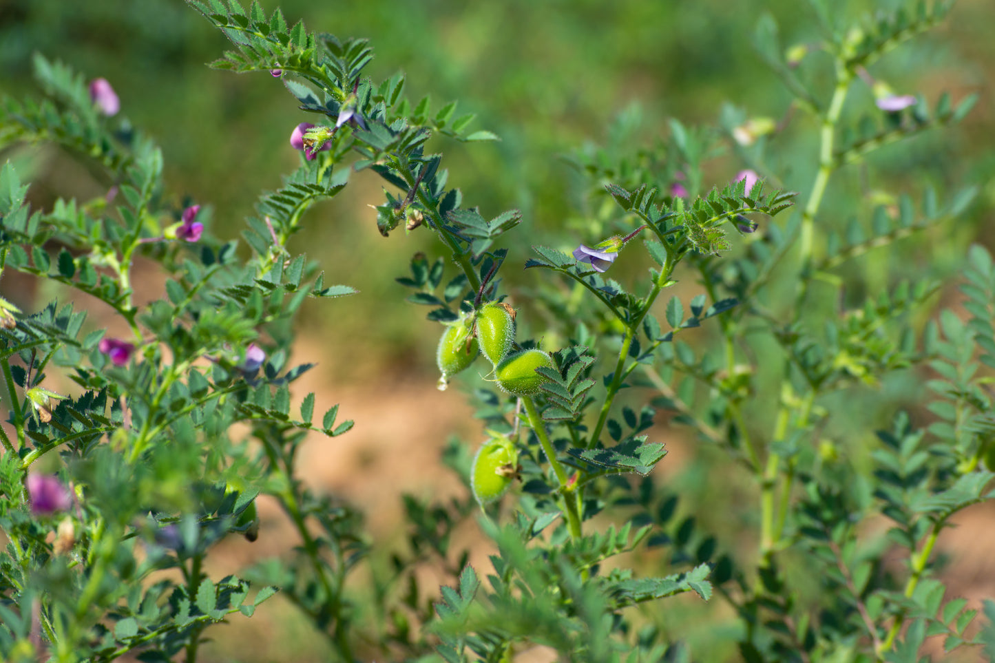 garbanzo seeds for planting 15 CHICK PEA / Garbanzo BEAN Chickpea Cicer Arientum Vegetable Seeds – Seedville USA