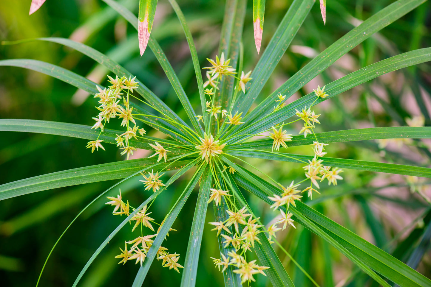 50 UMBRELLA PLANT CYPERUS Alternifolius Papyrus Grass Umbrella Palm Flower Seeds