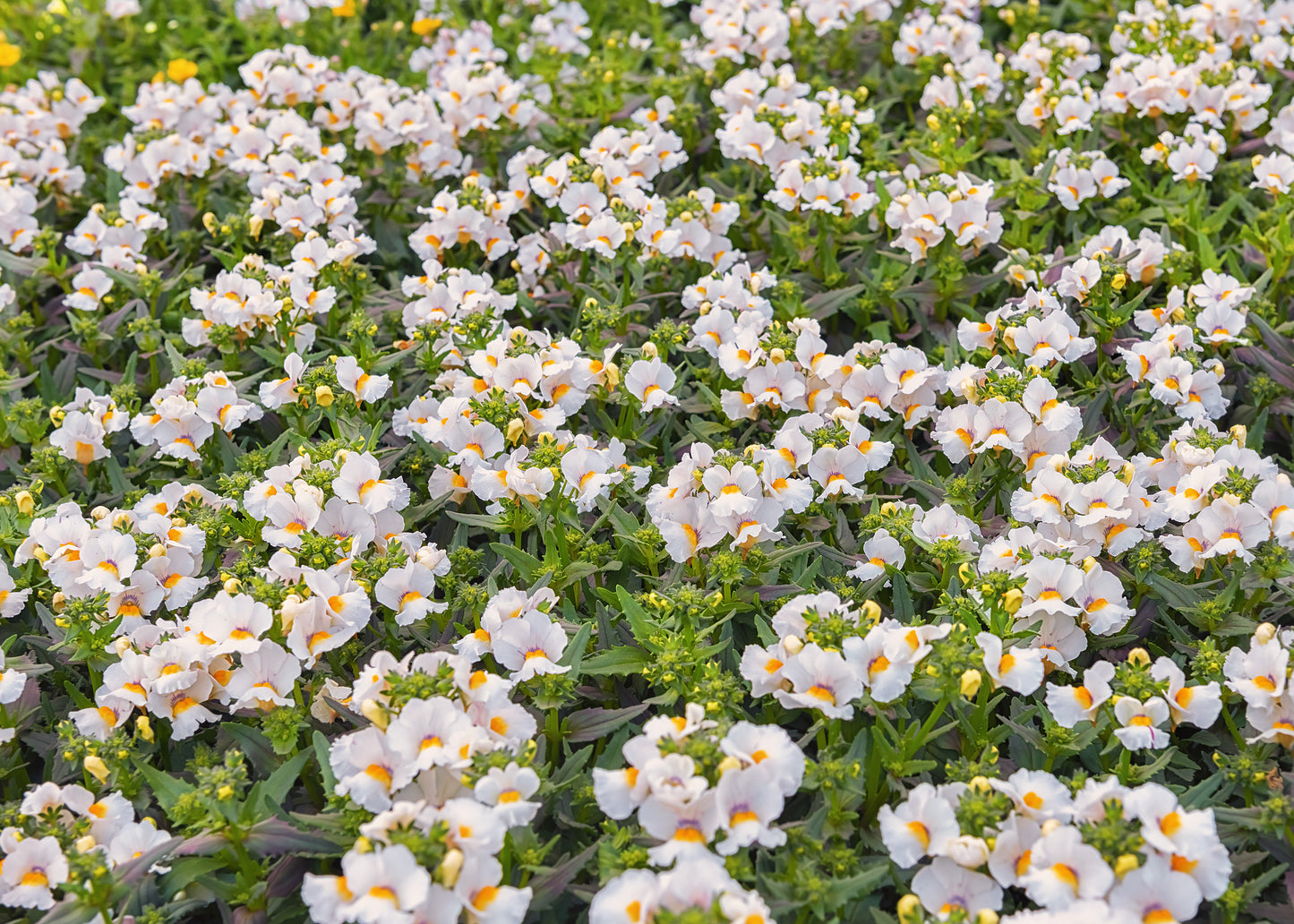 50 WHITE KNIGHT NEMESIA Strumosa Flower Seeds