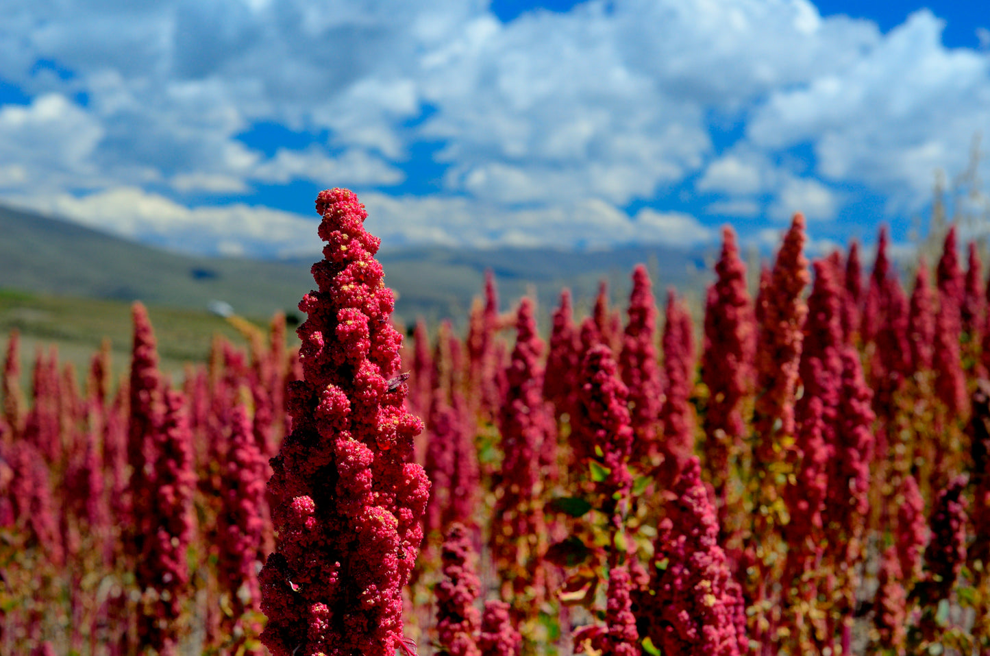 100 Organic RED HEAD QUINOA Grain Chenopodium Quinoa Pink & Red Heads - White Seeds