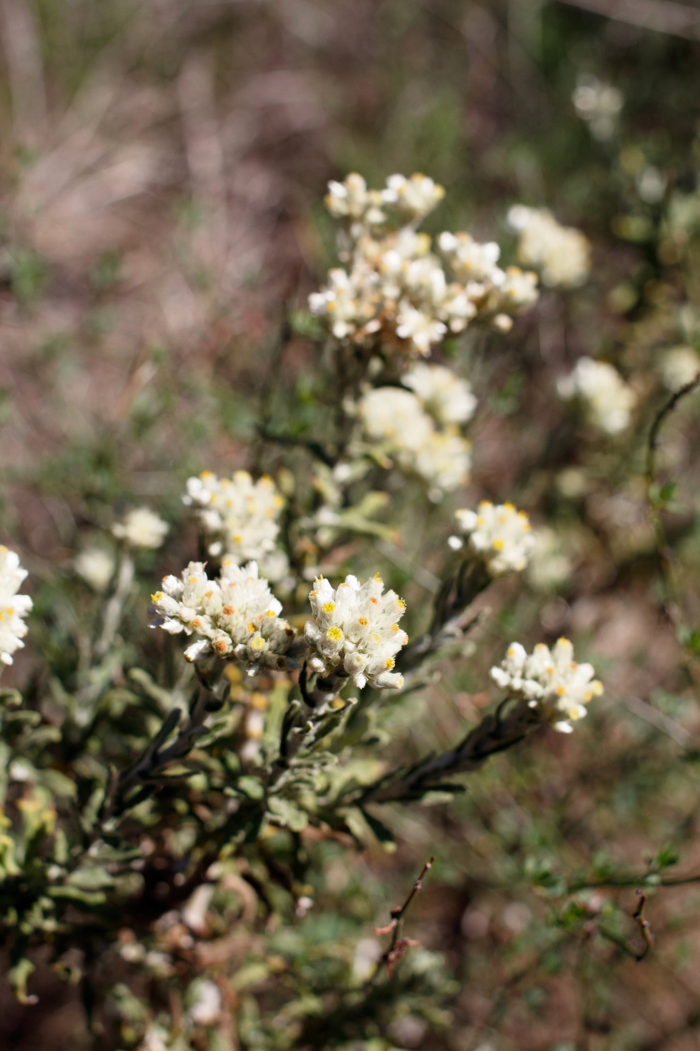 100 White SWEET EVERLASTING Gnaphalium Obtusifolium Butterfly Flower Herb Seeds