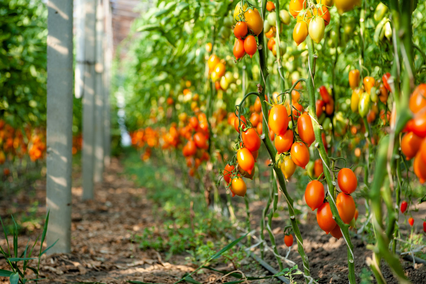 100 RED PEAR TOMATO Lycopersicon Heirloom Indeterminate Fruit Vegetable Seeds