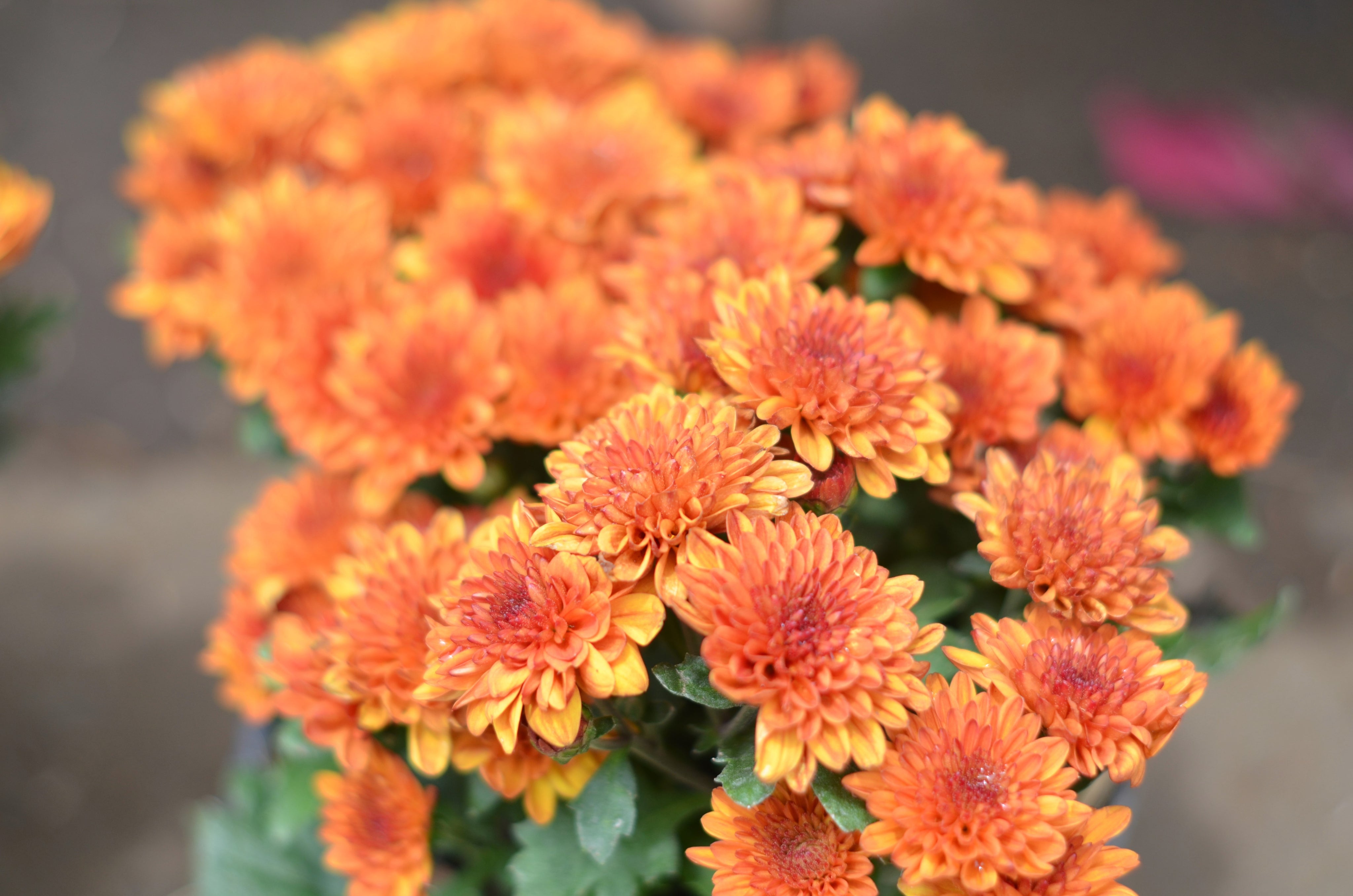 50 Mixed Colors INDIAN CHRYSANTHEMUM Indicum Hardy Mum Double Red Yell ...