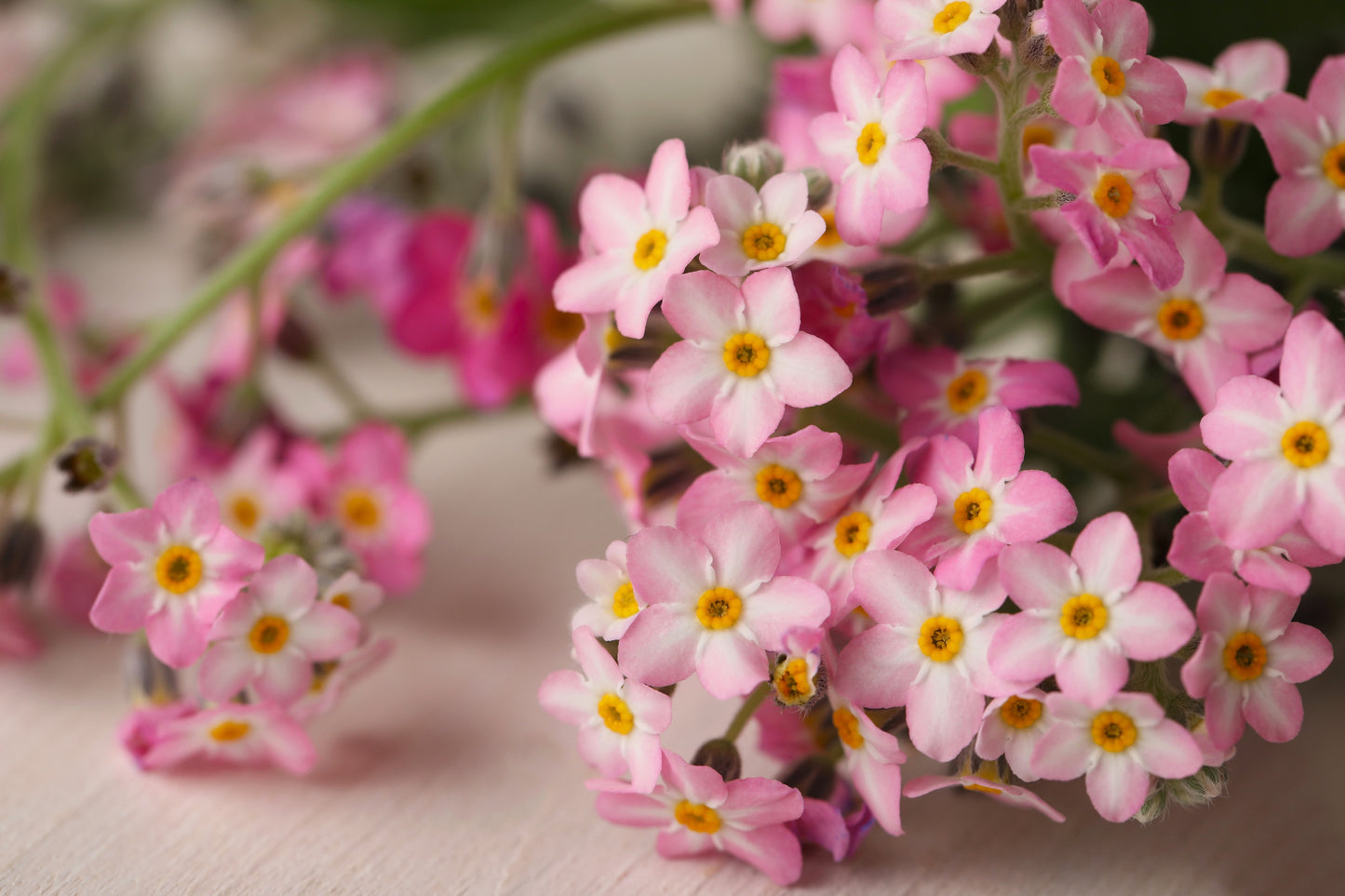 100 Victoria PINK FORGET Me NOT Myosotis Alpestris Shade or Sun Flower Seeds