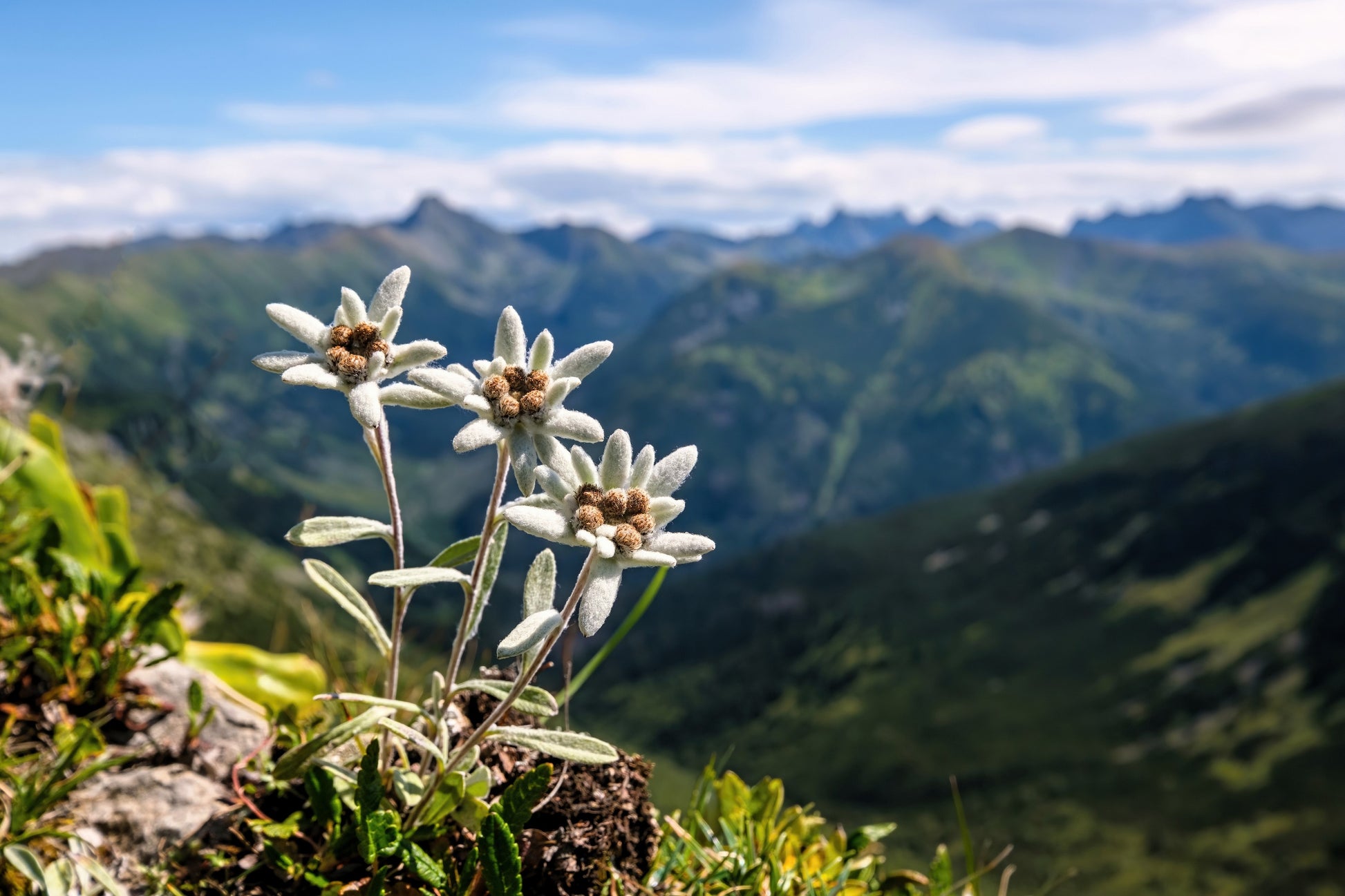 edelweiss flower seeds 50 EDELWEISS Leontopodium Alpinum White Flower Seeds