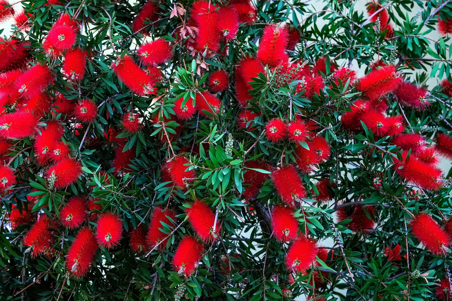 40 CRIMSON BOTTLEBRUSH Callistemon Citrinus Flowering Shrub Bush Small Tree Seeds