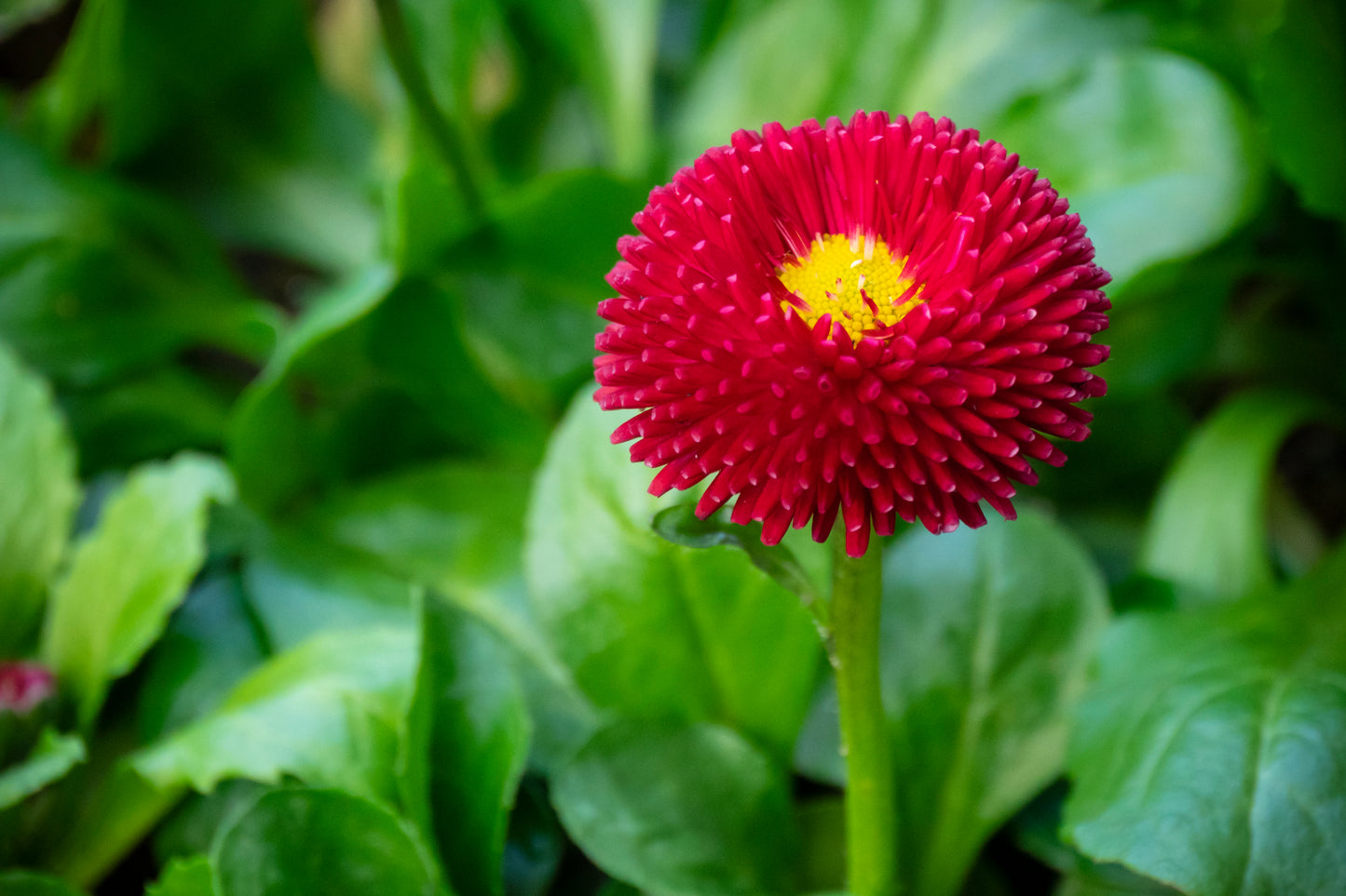 100 RED ENGLISH DAISY Bellis Perennis Double Flower Seeds