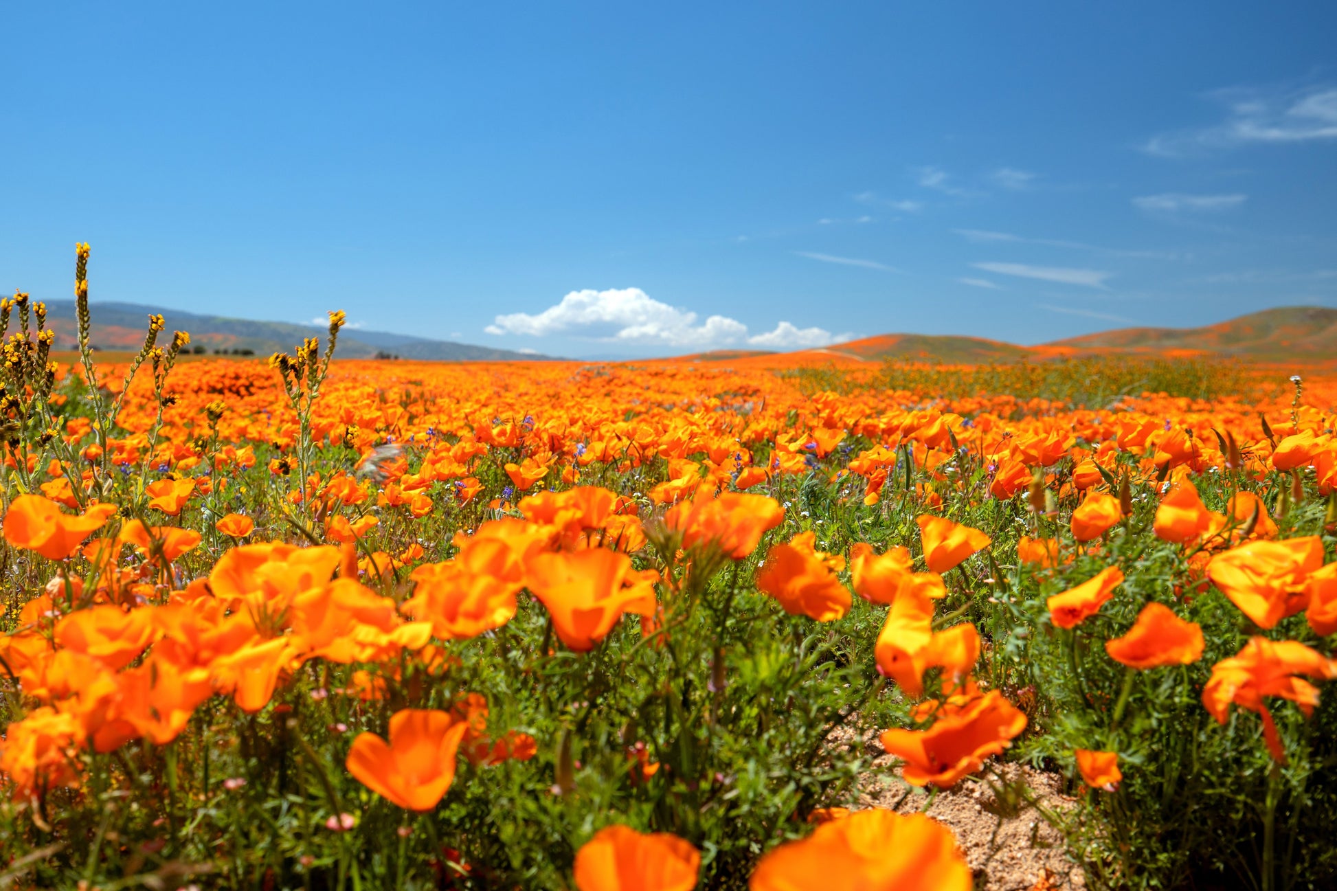 orange poppy seeds for planting 1000 ORANGE CALIFORNIA POPPY Eschscholzia Californica Flower Seeds