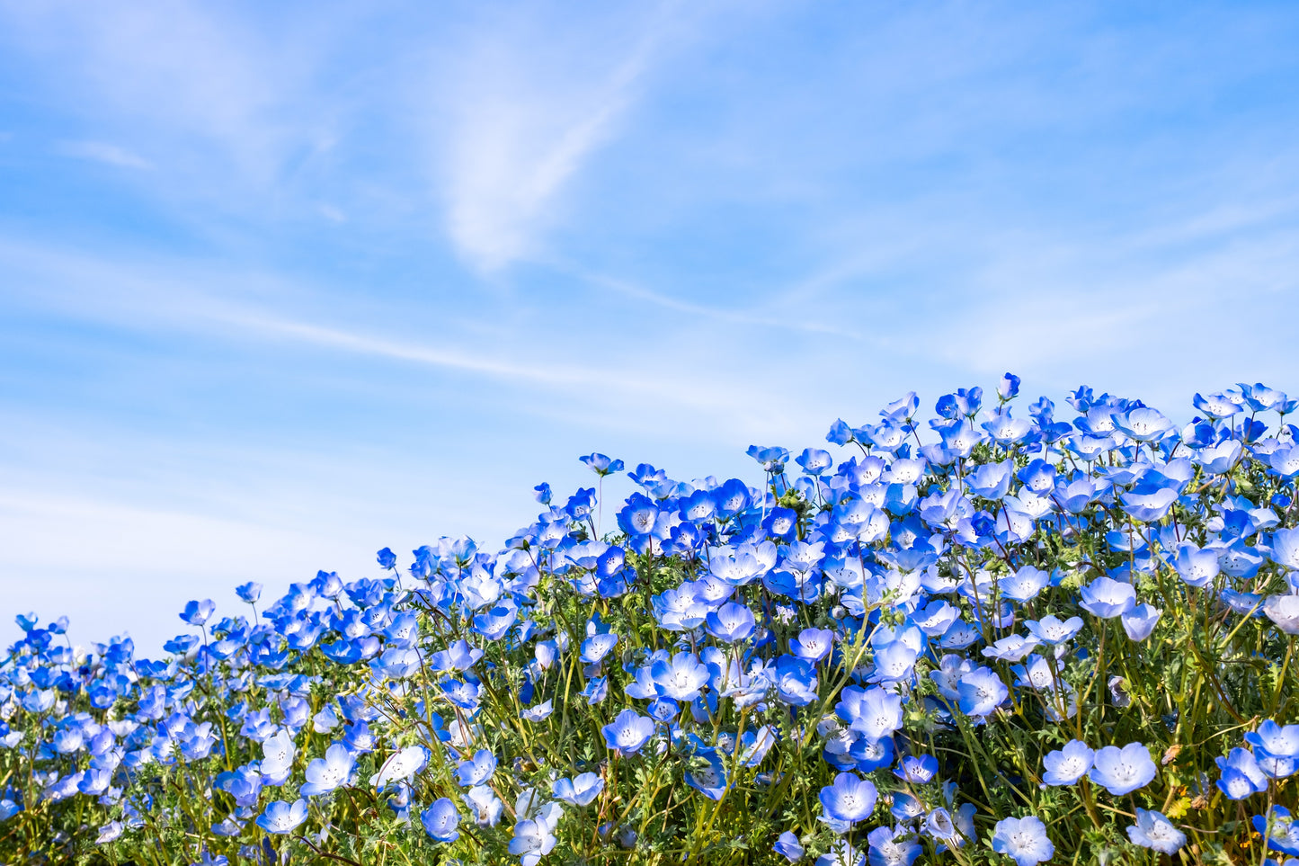 250 BABY BLUE EYES Nemophila Menziesii Fragrant Butterfly Flower Seeds