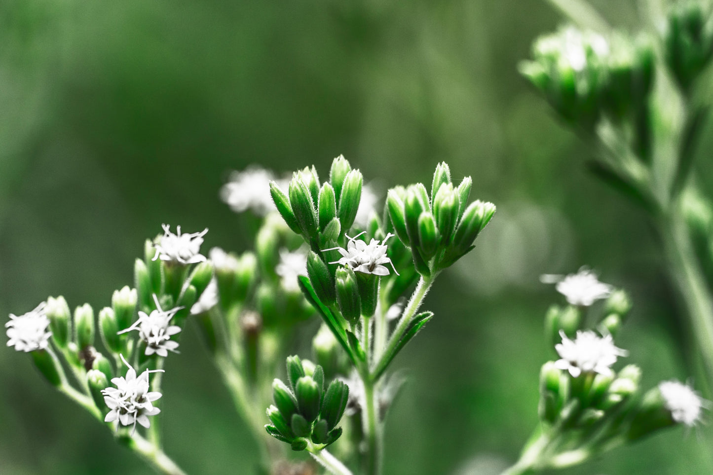 50 STEVIA ( Sweetleaf / Sweet Leaf / Sugarleaf ) Stevia Rebaudiana Sugar Flower Herb Seeds