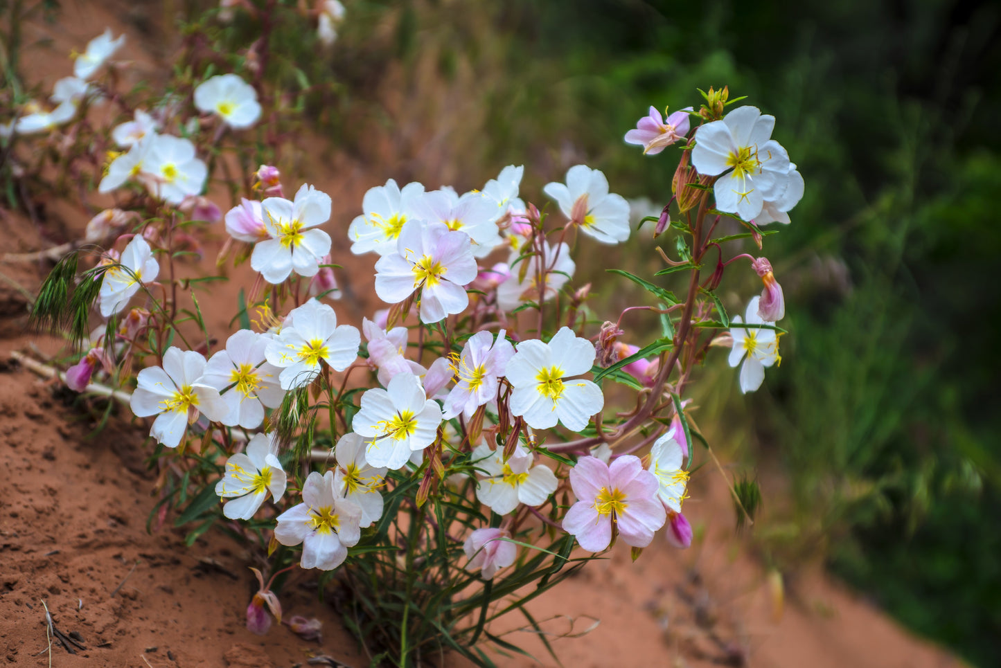 250 WHITE Pale EVENING PRIMROSE (White Buttercup / Sundrops) Oenothera Pallida Flower Seeds