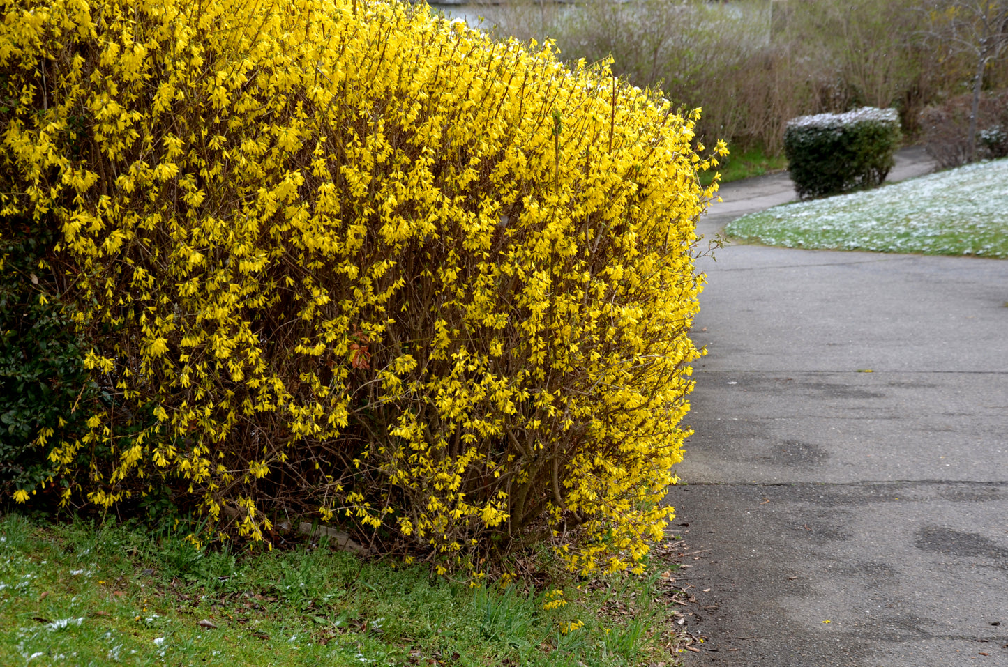 10 DWARF GOLDEN RAIN TREE Koelreuteria Paniculata Nana Yellow Flower Seeds