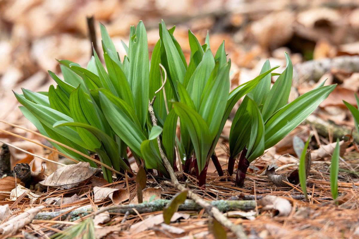 20 RAMP / WILD LEEK Allium Tricoccum Ramps Vegetable Herb White Shade ...