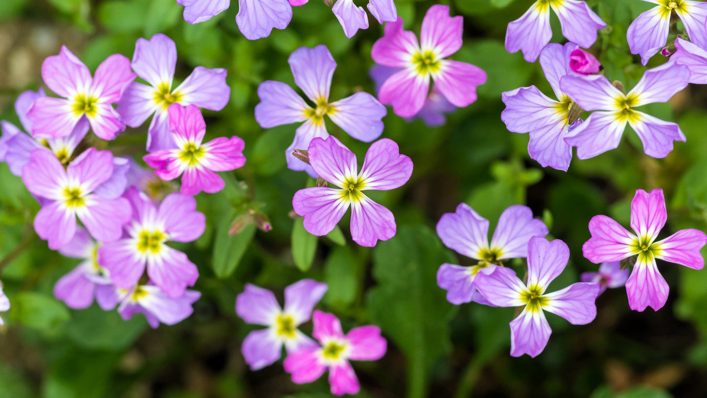 4000 VIRGINIA STOCK Malcolmia Maritima Flower Seeds