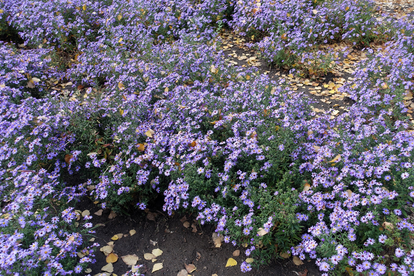 50 Blue RICE BUTTON ASTER Dumosus Flower Seeds