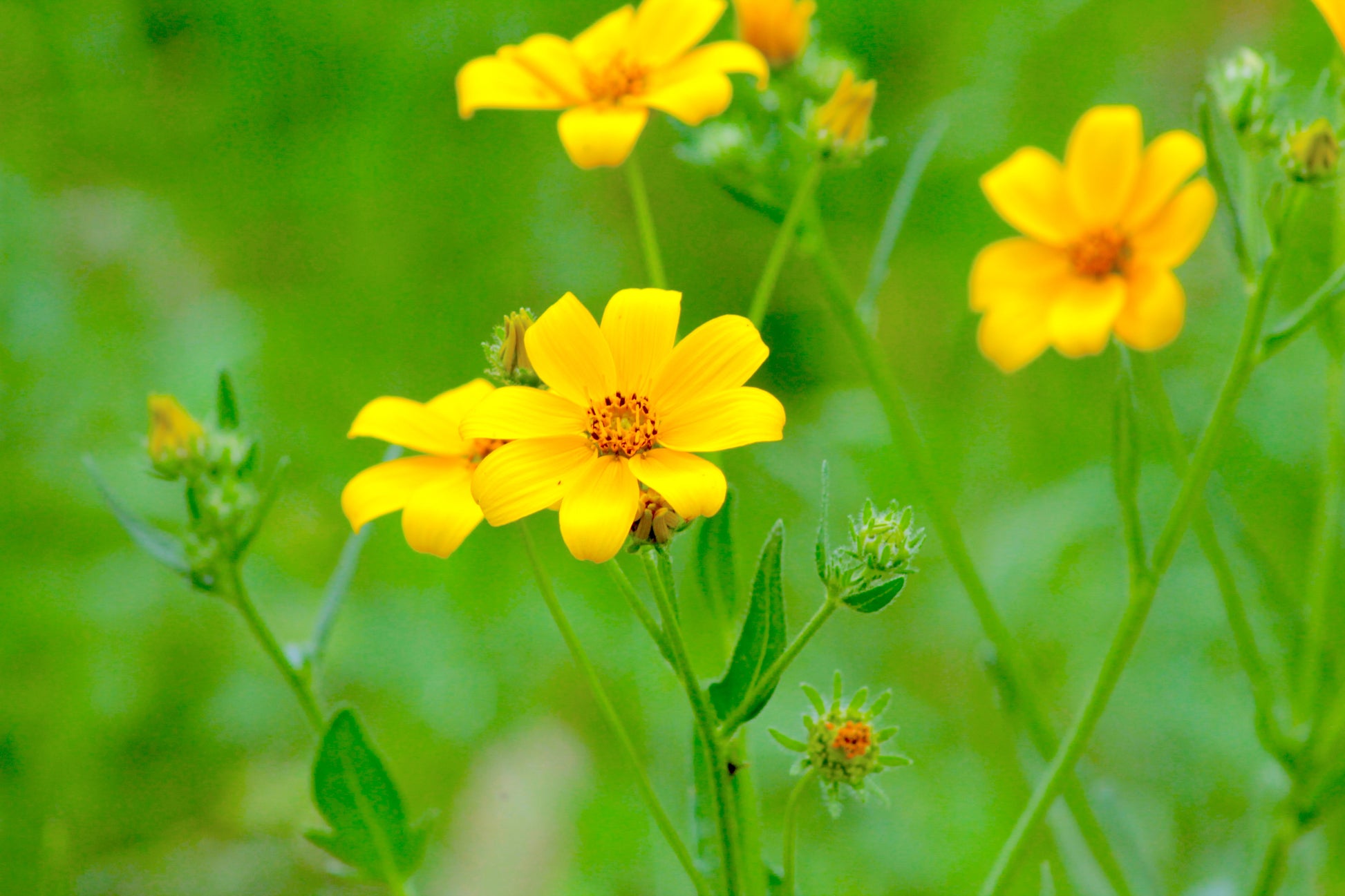 swamp marigold seeds 200 Yellow SWAMP MARIGOLD Bidens Aristosa Mutica Flower Seeds – Seedville USA