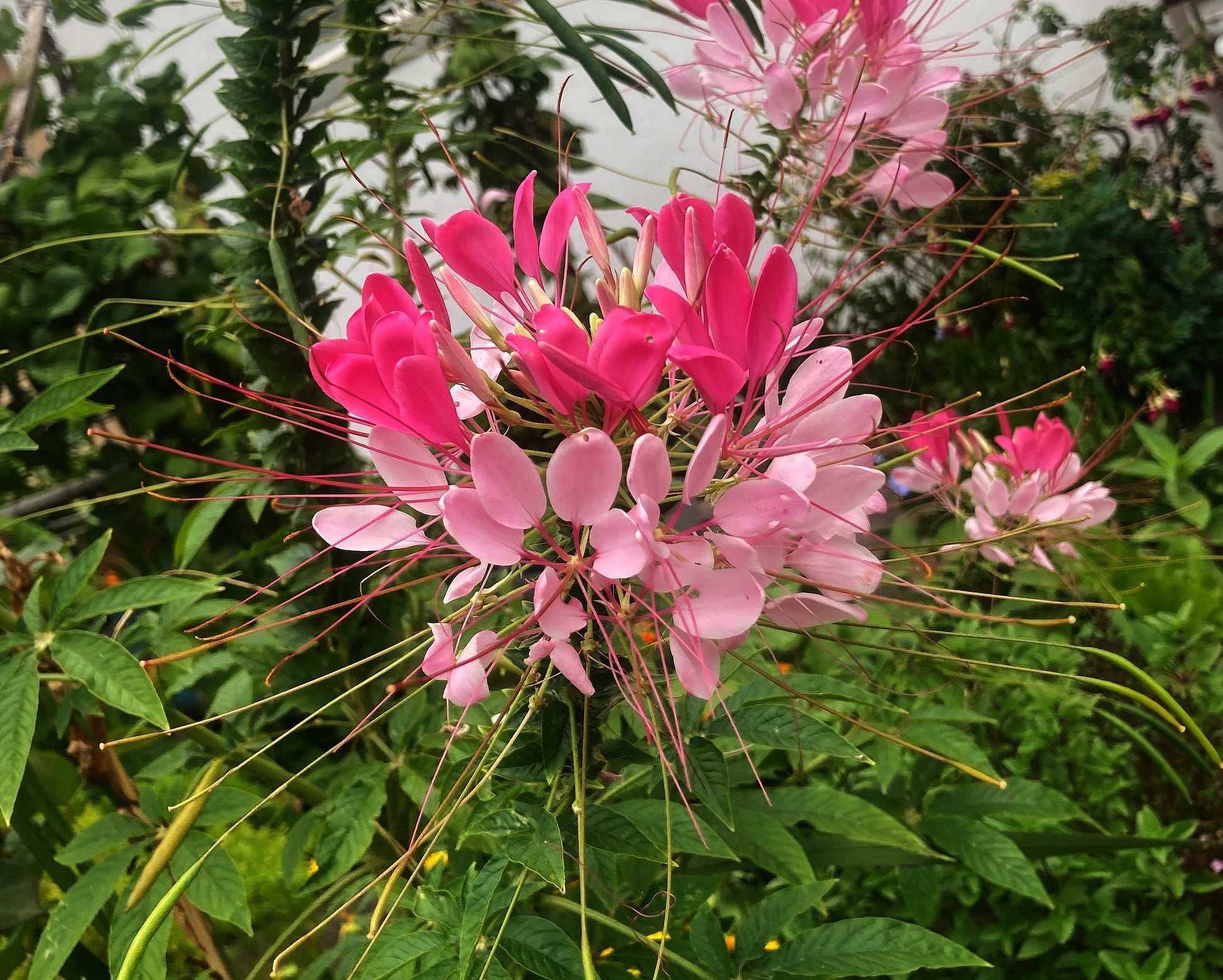 pink spider plant 200 ROSE QUEEN CLEOME Hassleriana Spinosa Pink Spider Flower Seeds