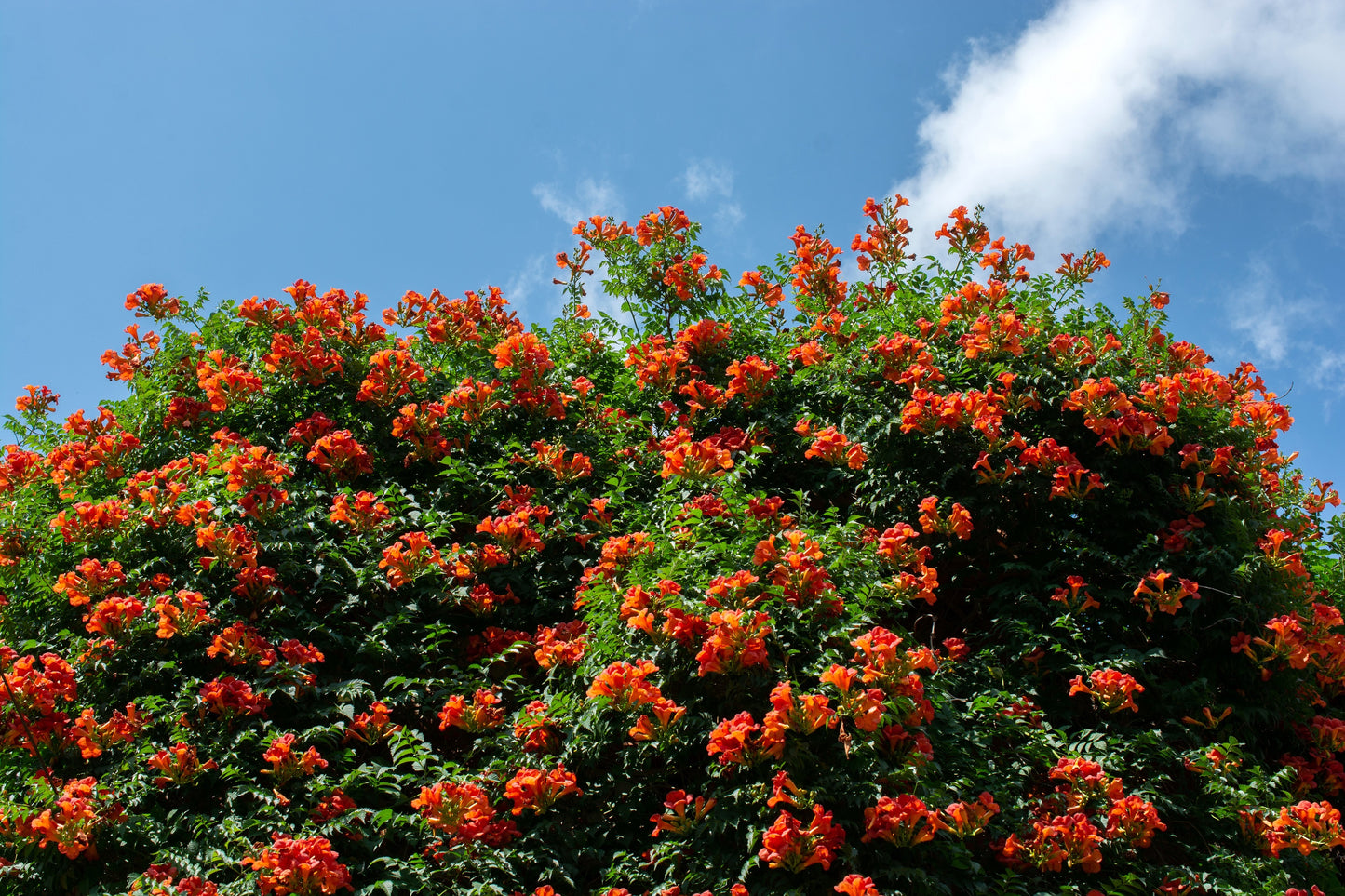 25 Orange HUMMINGBIRD TRUMPET CREEPER Campsis Radicans Vine Flower Seeds