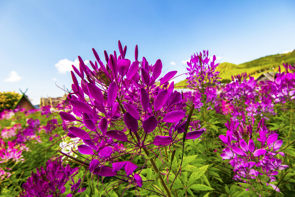 100 VIOLET QUEEN CLEOME Hassleriana Cleome Spinosa Purple Spider Flower Seeds