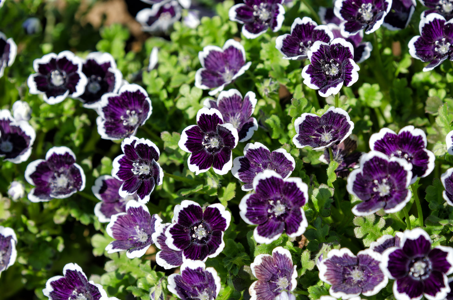 50 PENNIE BLACK - NEMOPHILA Discoidalis Penny White Flower Seeds