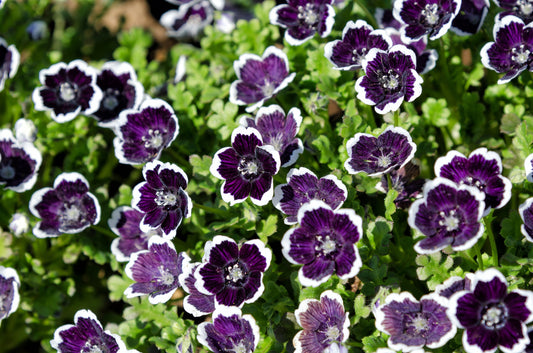 50 PENNIE BLACK - NEMOPHILA Discoidalis Penny White Sun or Shade Flower Seeds