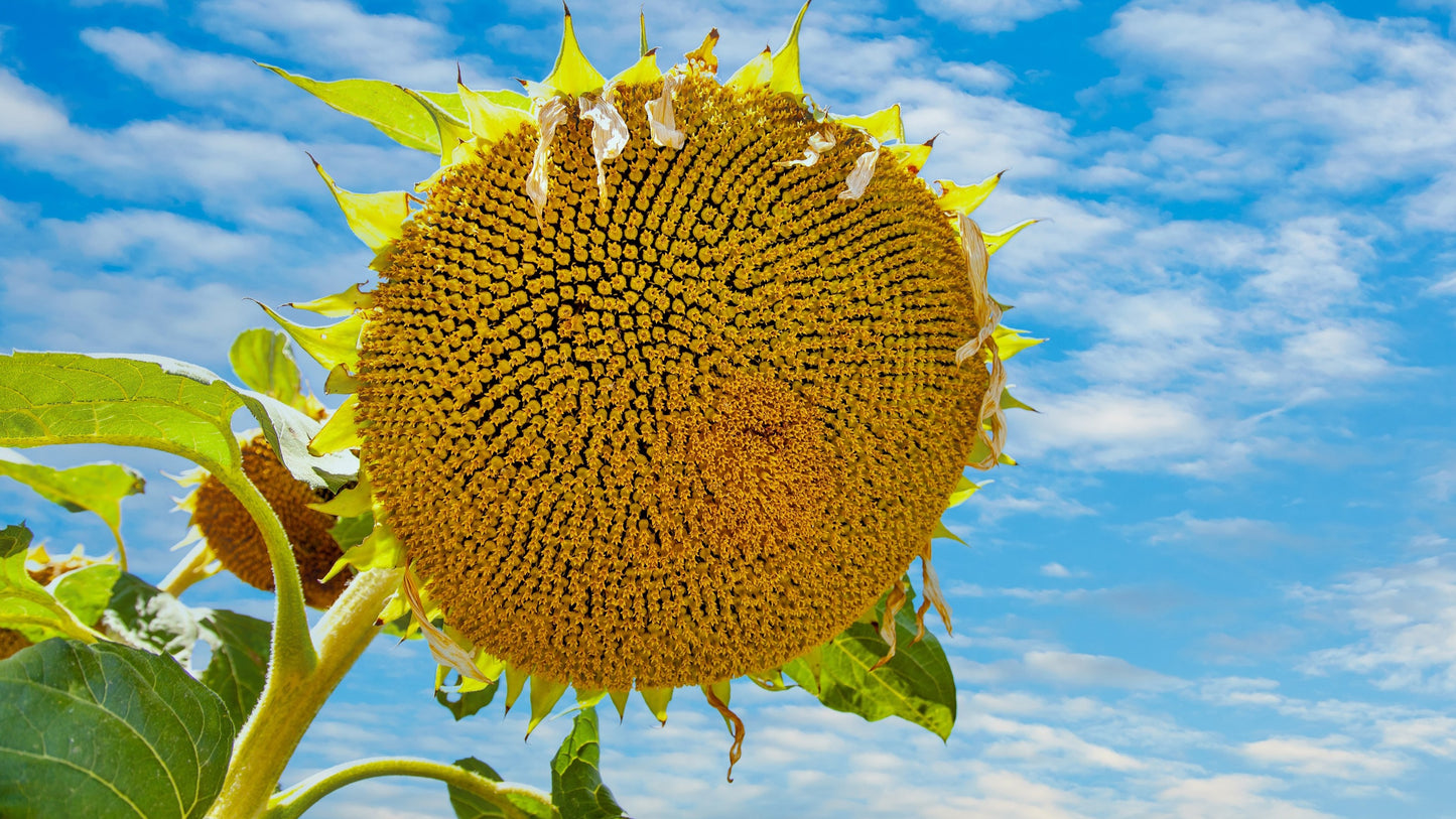 50 SKYSCRAPER SUNFLOWER Helianthus Annuus Flower Seeds