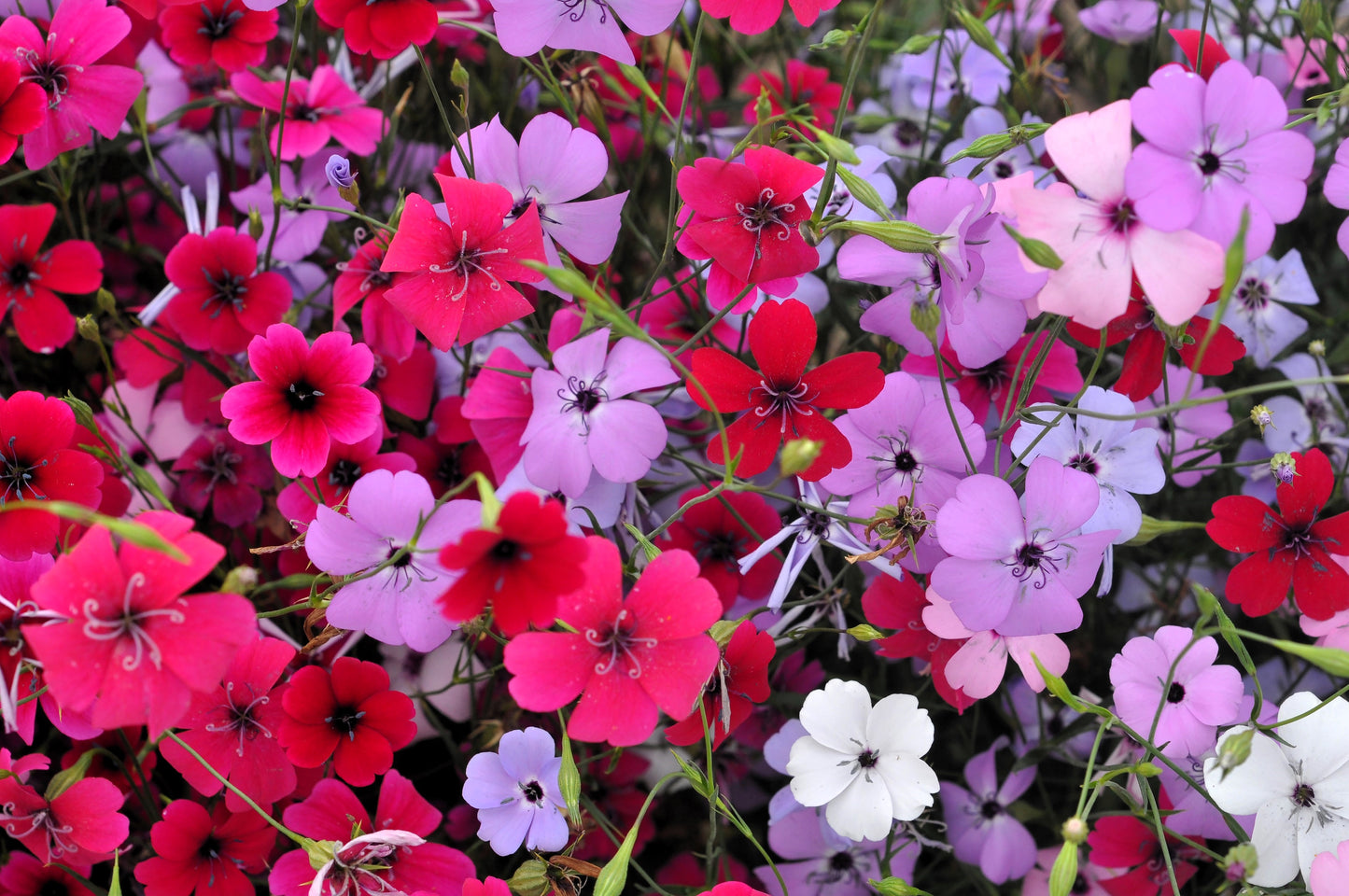 500 Oculata MIXED COLORS VISCARIA (Rose of Heaven / Rose Angel) Silene Coeli-Rosa Flower Seeds