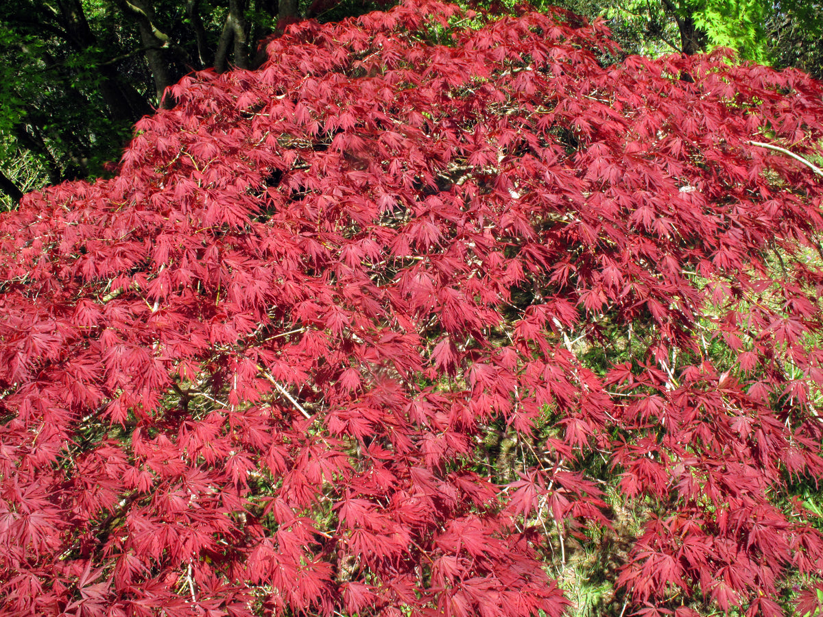 10 INABA SHIDARE MAPLE Weeping Red Laceleaf Japanese Acer Palmatum Dis ...