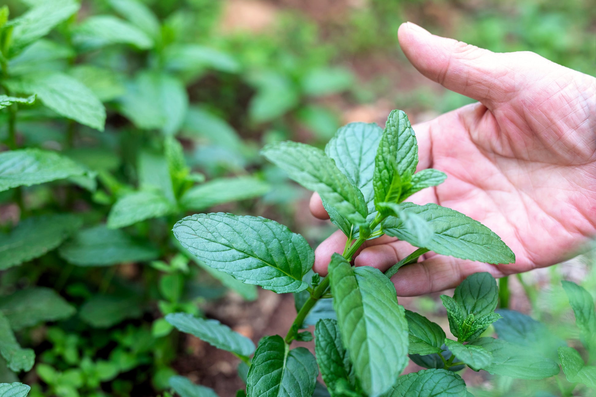 plant spearmint seeds 500 SPEARMINT (English Mint) Mentha Spicata Herb Flower Seeds – Seedville USA