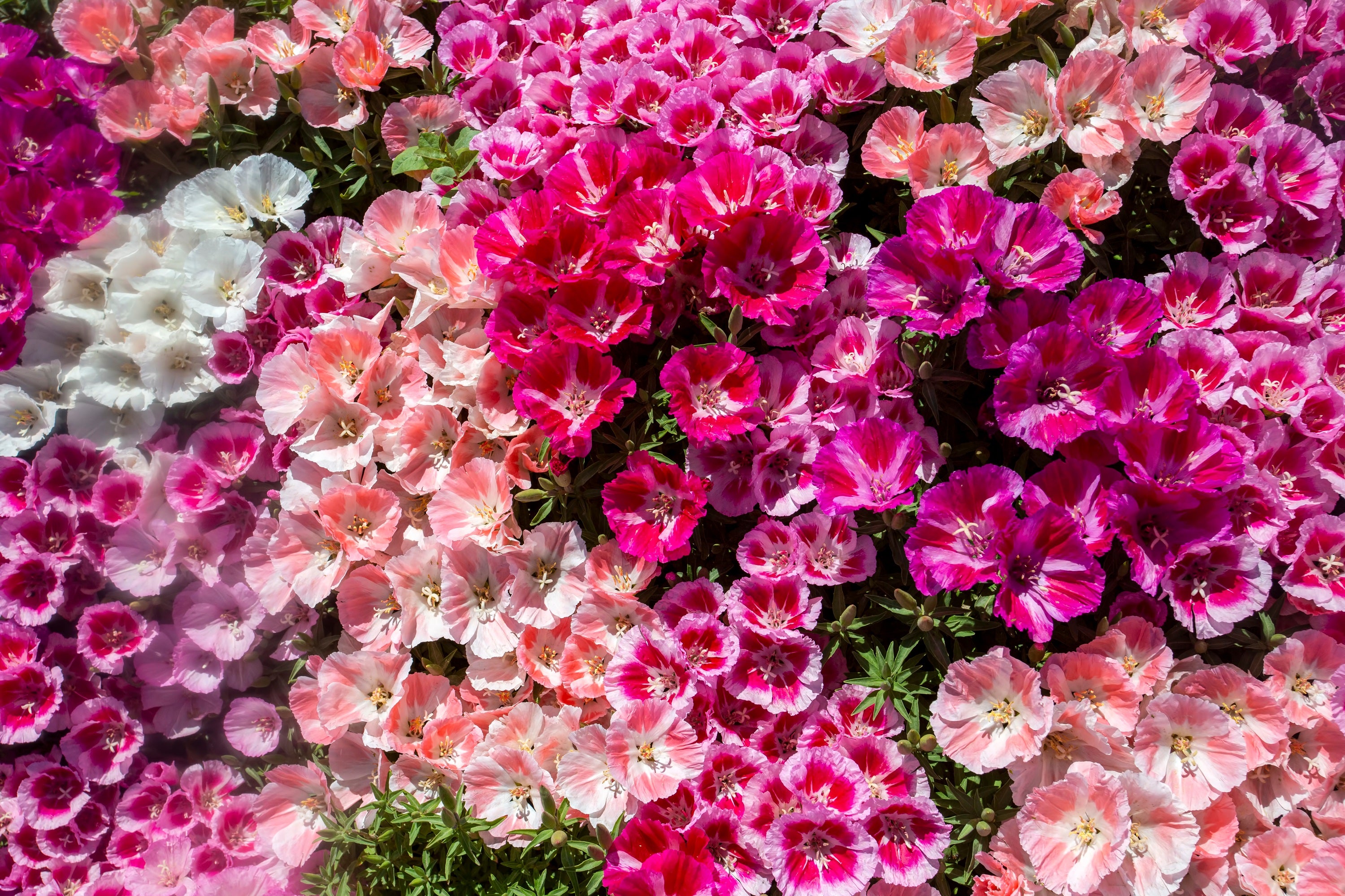 Seedville Godetia Clarkia Amoena Flower Seeds - Thumbnail 4