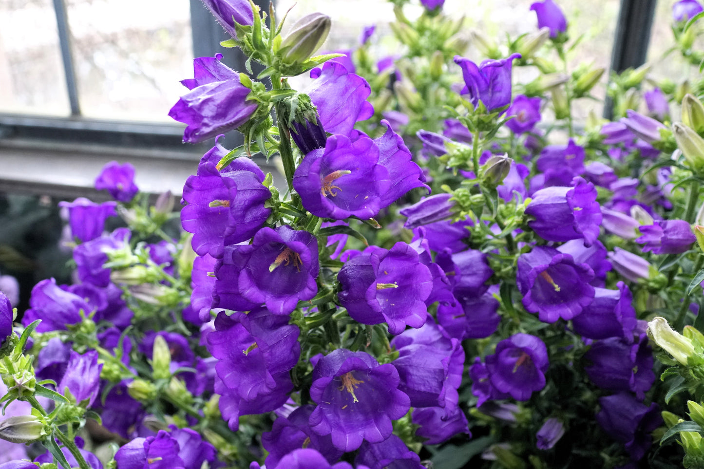 200 Blue CANTERBURY BELLS - CAMPANULA Medium Flower Seeds